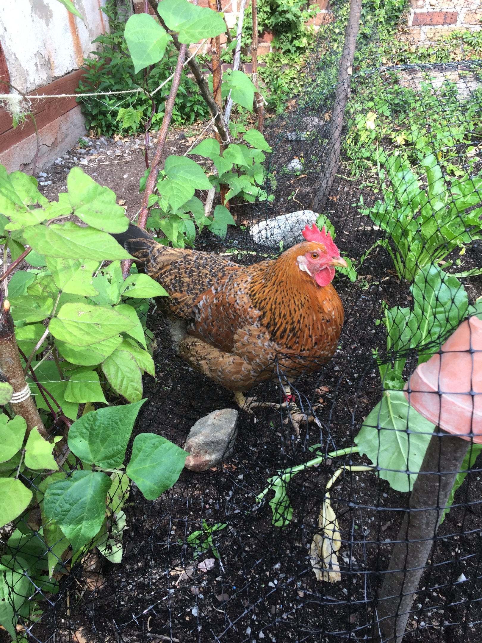 Swedish Spotted Hen/Flower Hen/Skånsk blommehöna