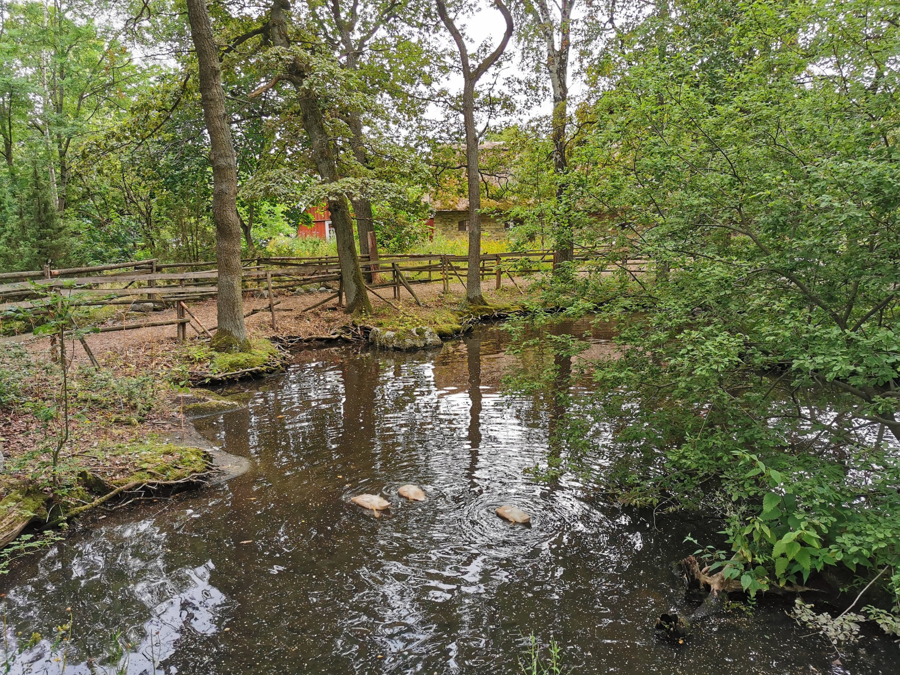 Swedish yellow duck pond