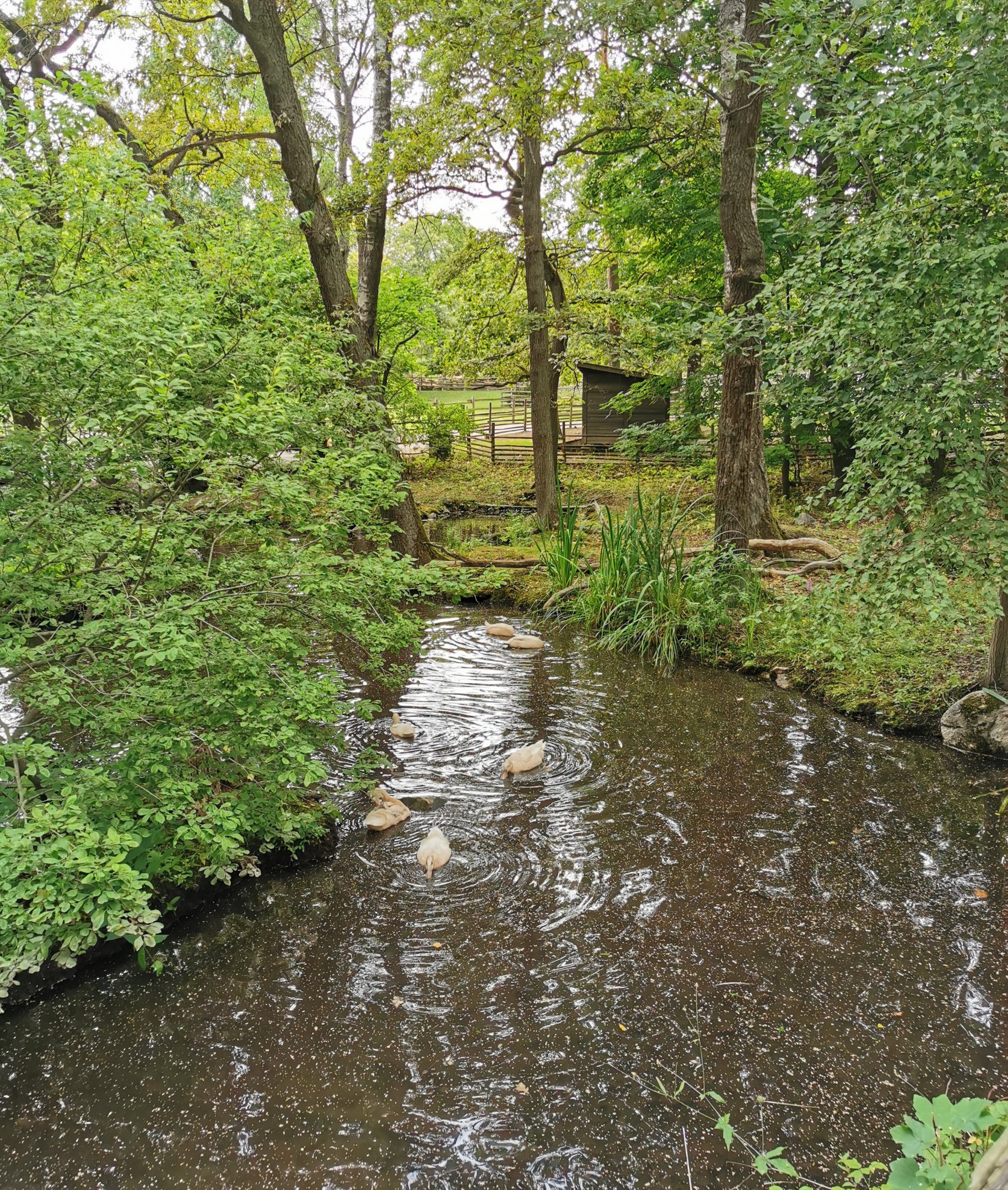 Swedish yellow duck pond