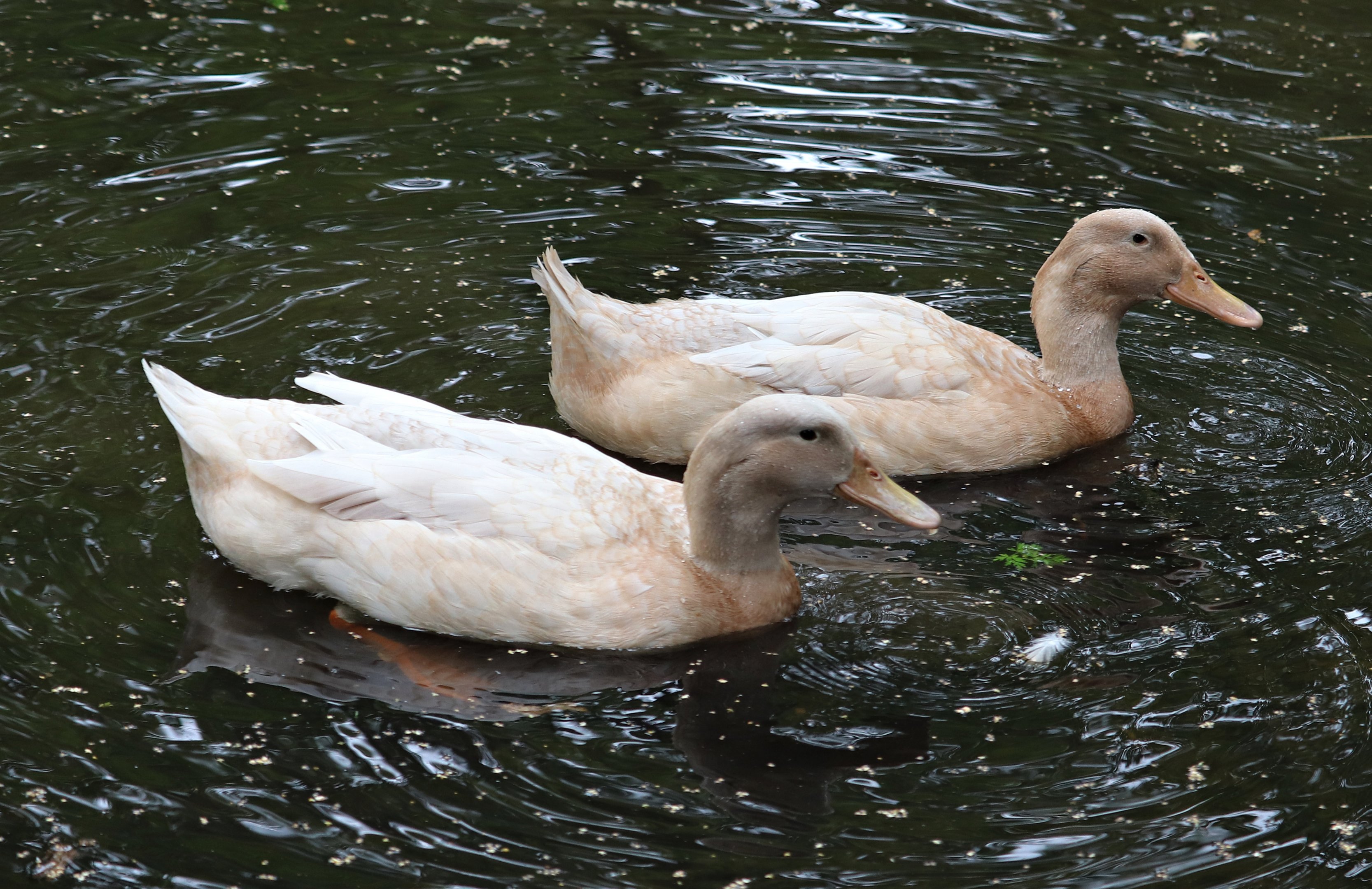Swedish yellow ducks