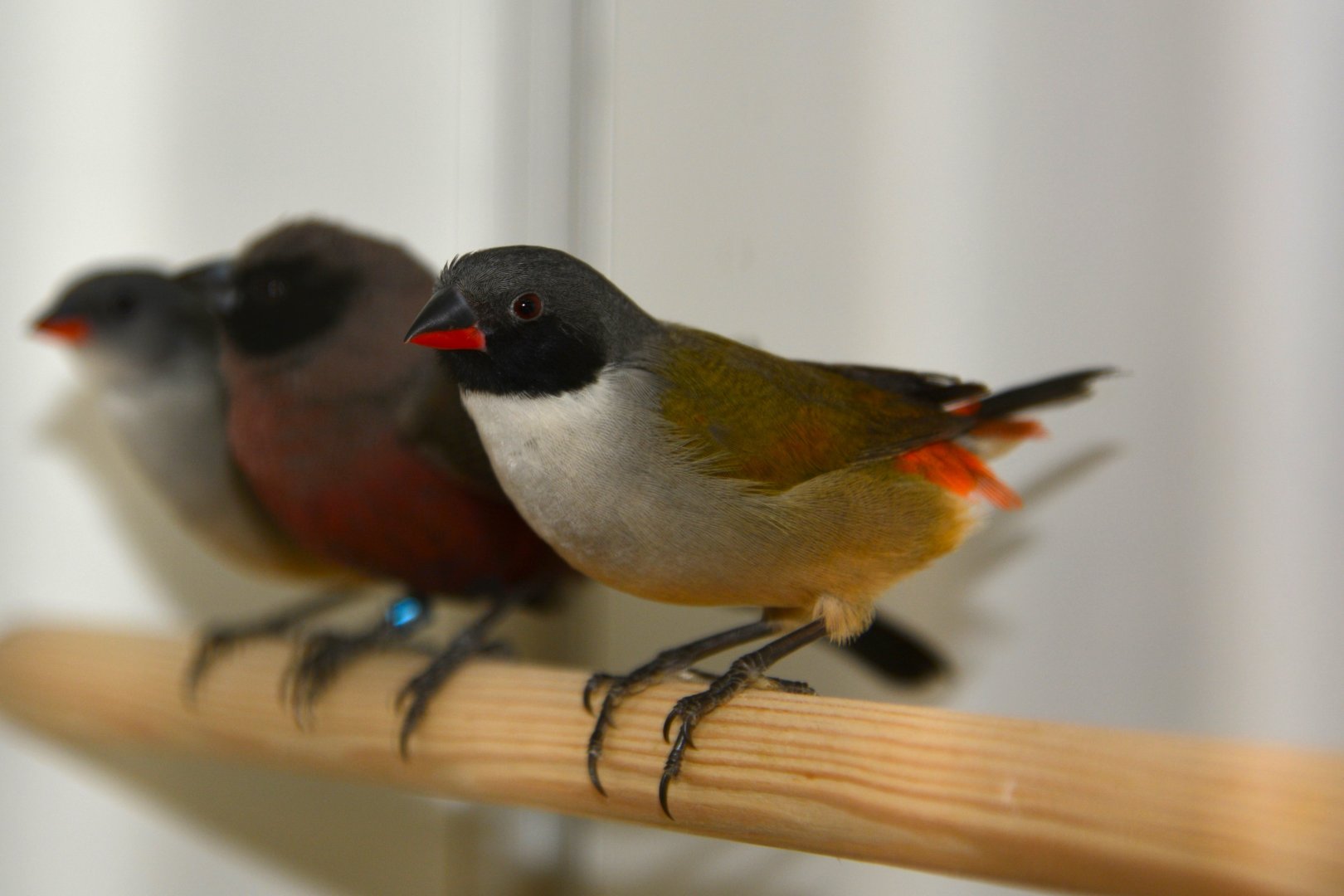 Swee waxbill (Coccopygia melanotis)