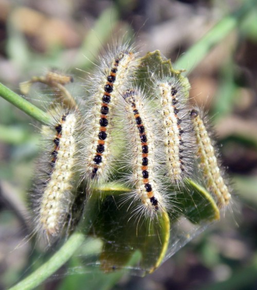 Sweet Gale Moths (Acronicta euphorbiae)