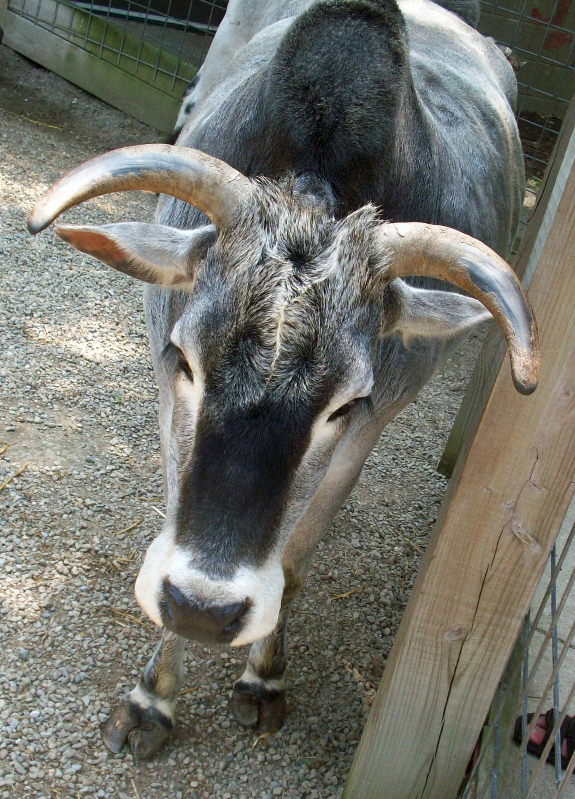 Sweet Zebu.