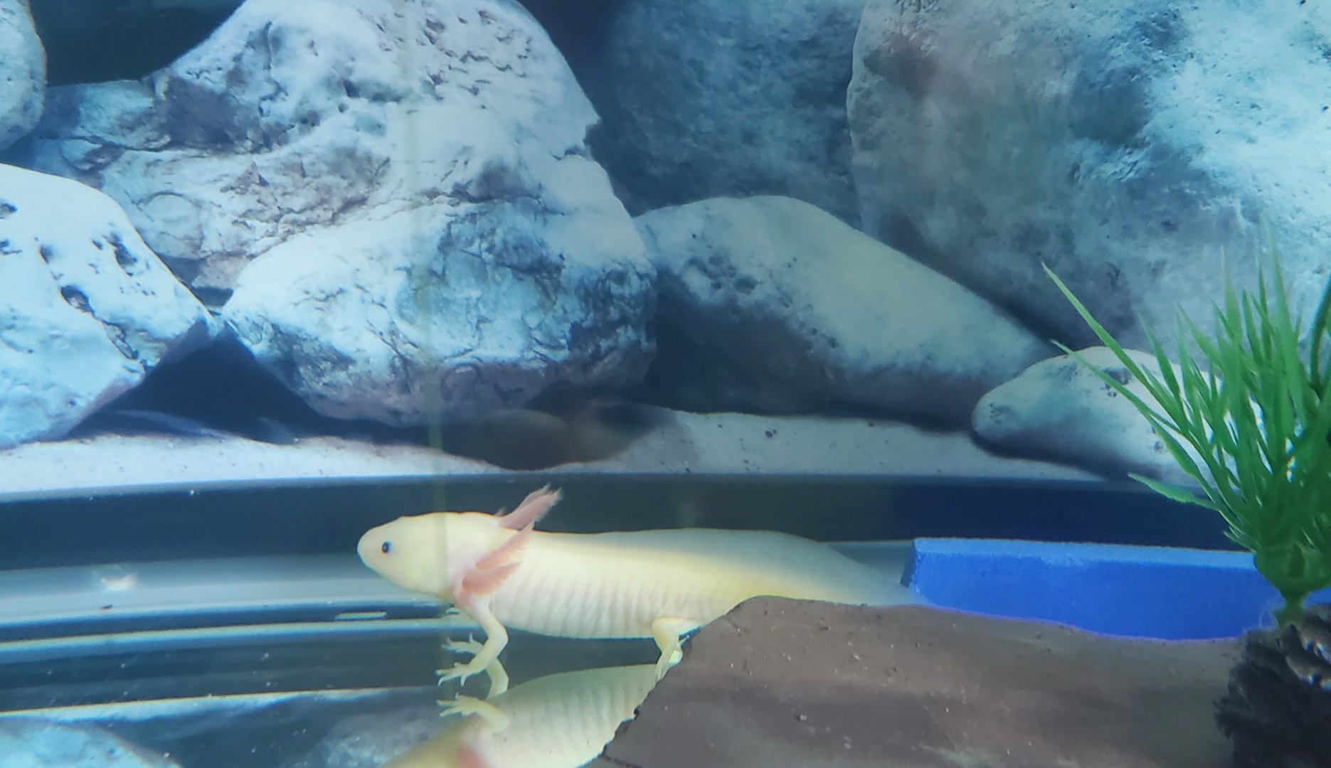 Sweetbriar Nature Center (2022) - Axolotl