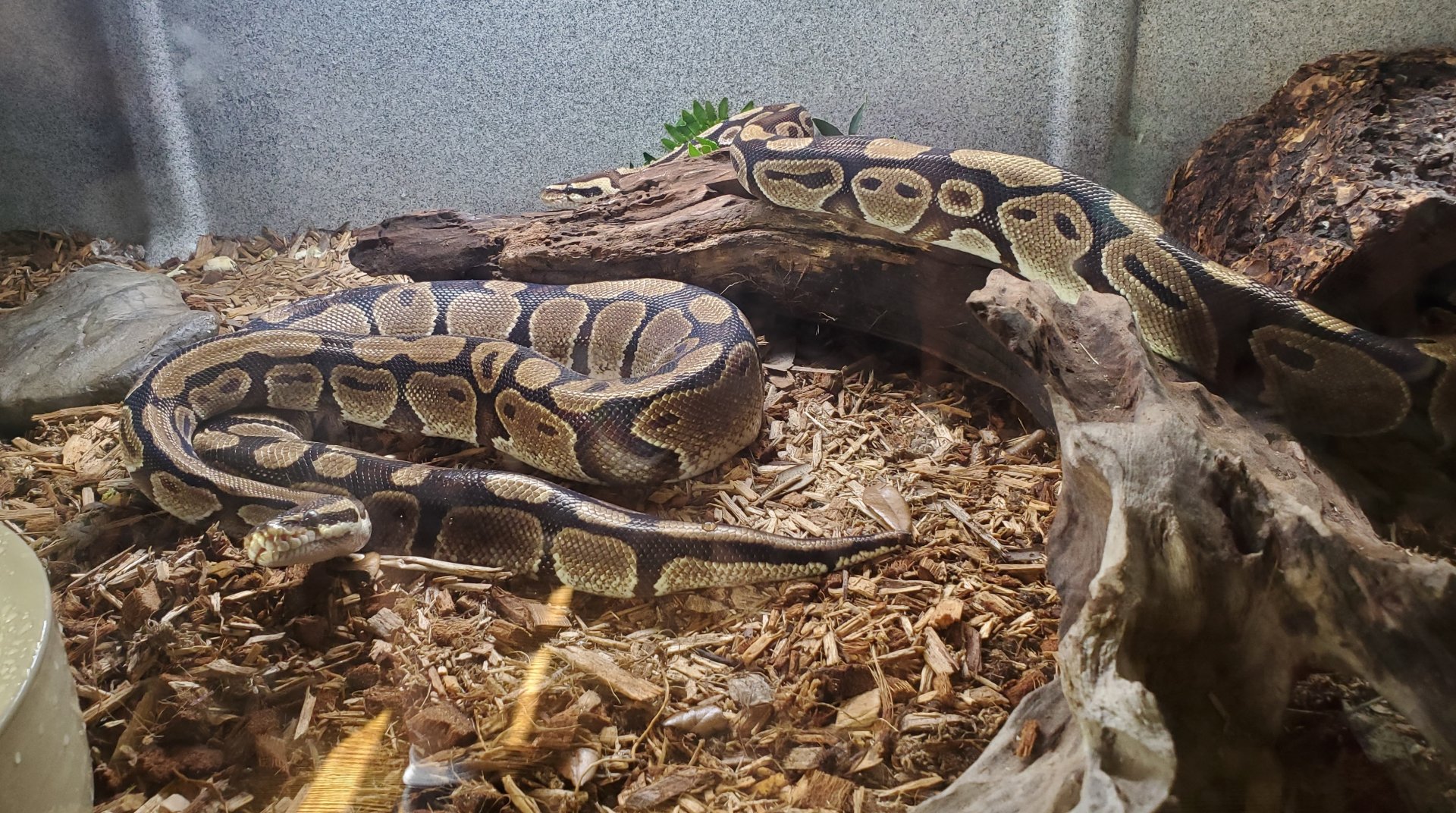 Sweetbriar Nature Center (2022) - Ball Python