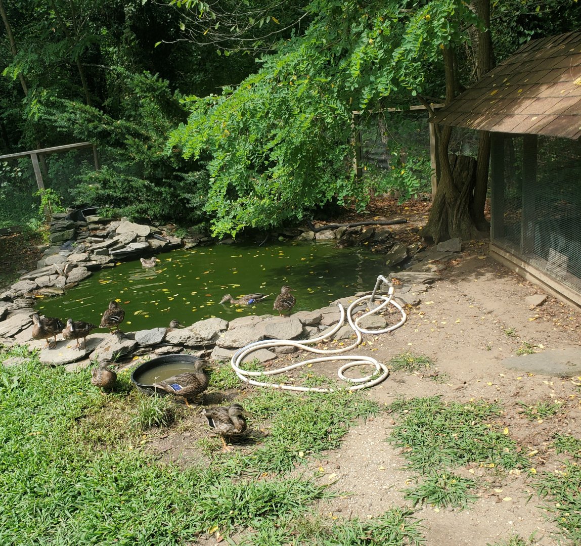 Sweetbriar Nature Center (2022) - Duck pond