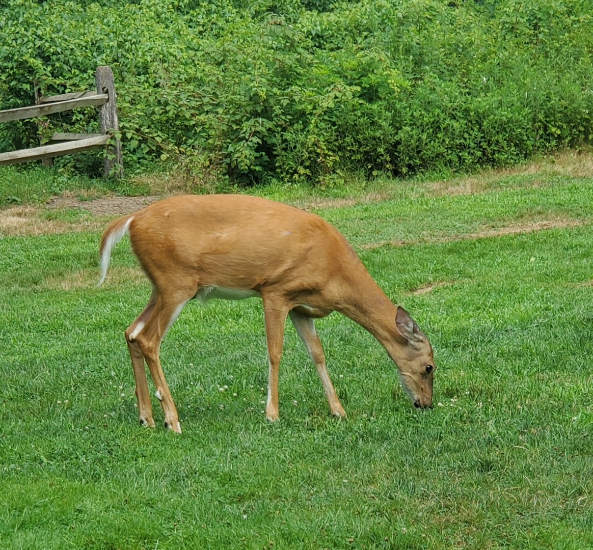 Sweetbriar Nature Center (2022) - Free-range Deer