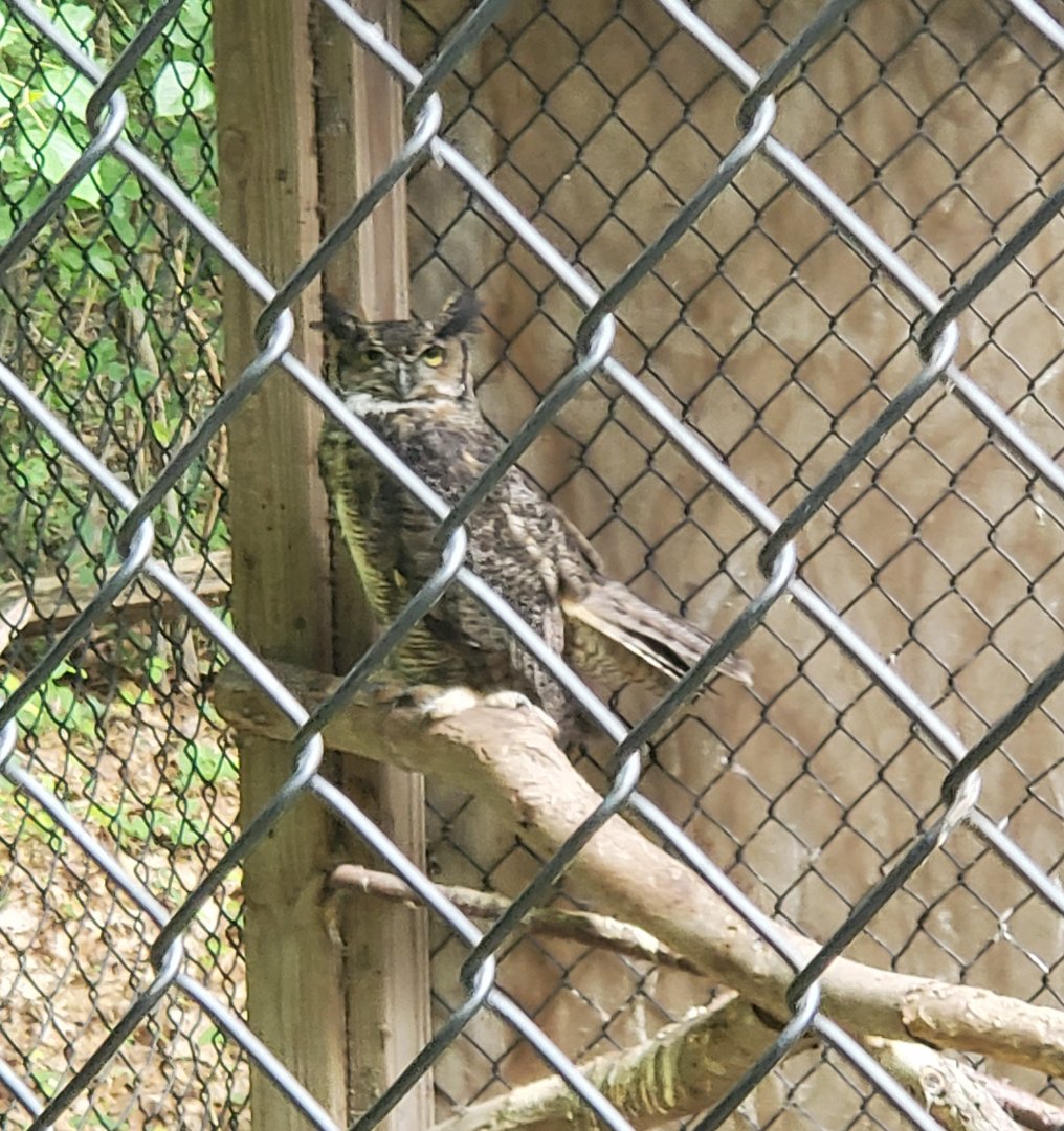 Sweetbriar Nature Center (2022) - Great Horned Owl