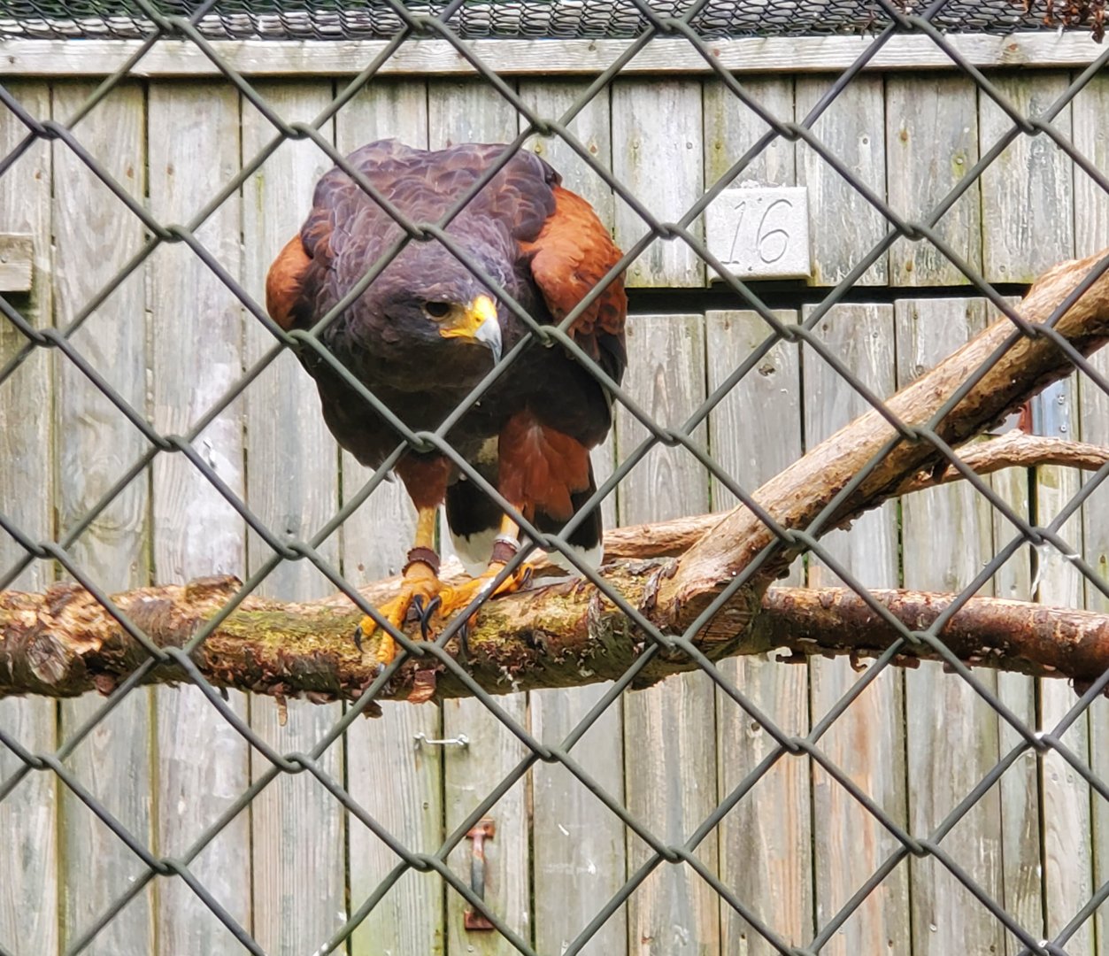 Sweetbriar Nature Center (2022) - Harris' Hawk