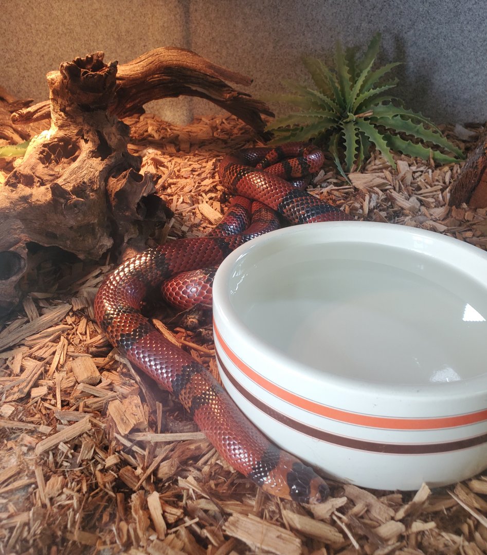 Sweetbriar Nature Center (2022) - Honduran Milk Snake