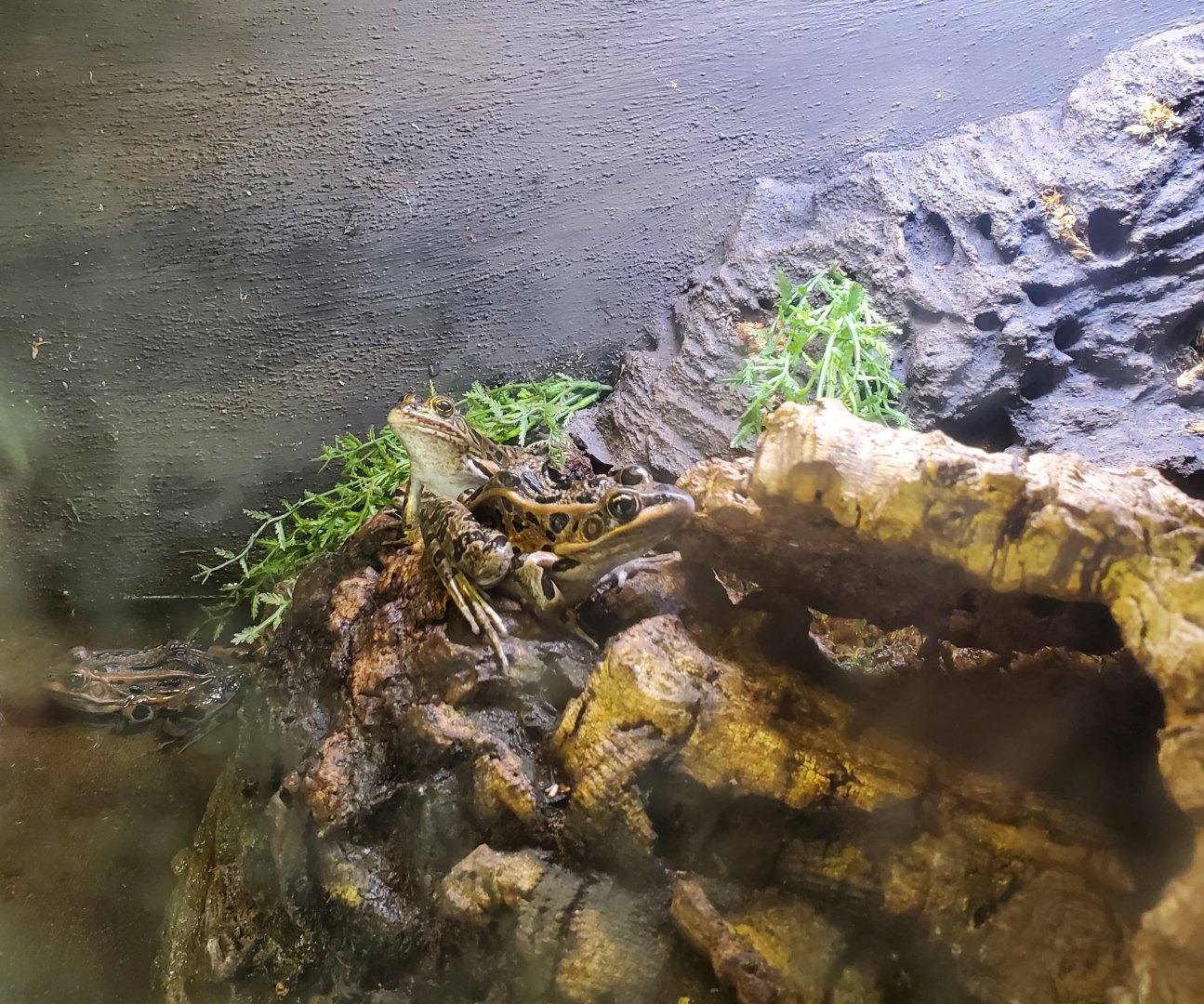 Sweetbriar Nature Center (2022) - Northern Leopard Frog
