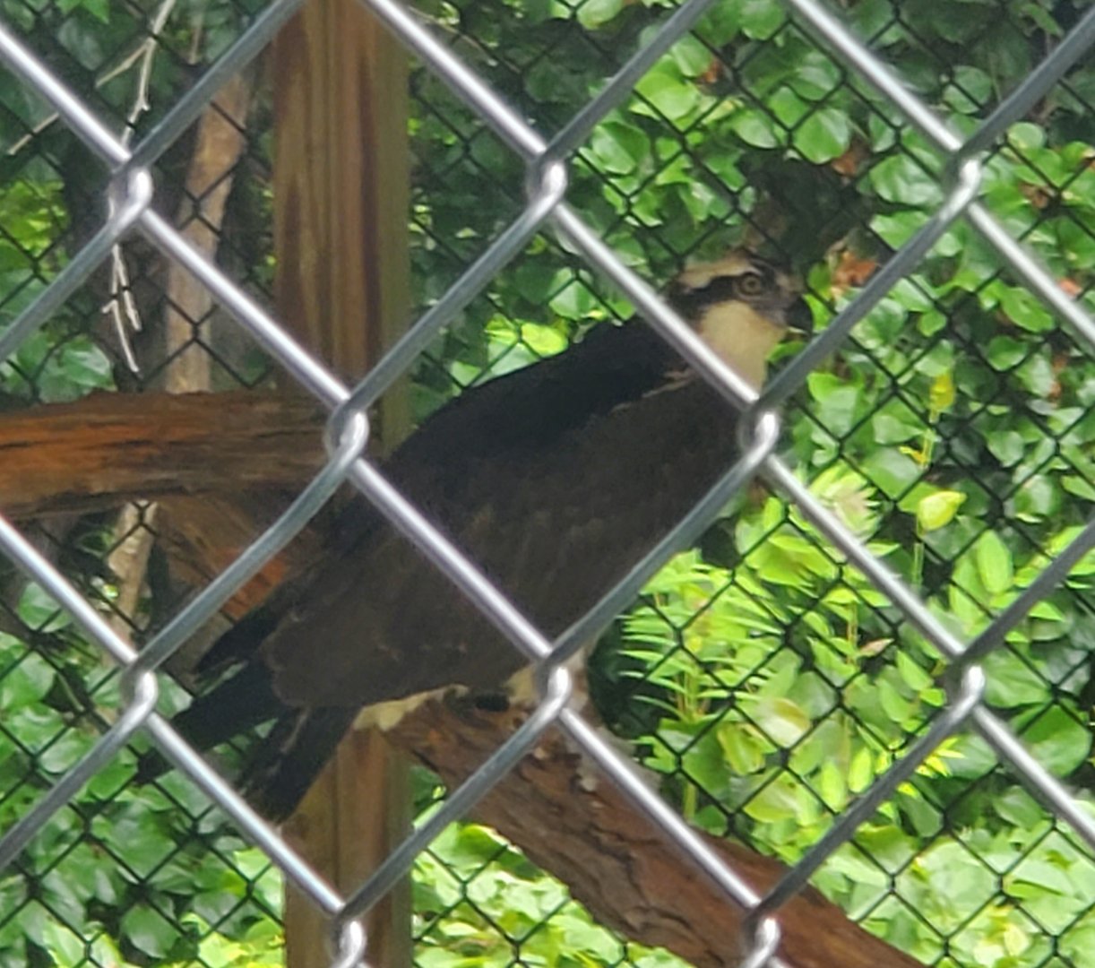Sweetbriar Nature Center (2022) - Osprey