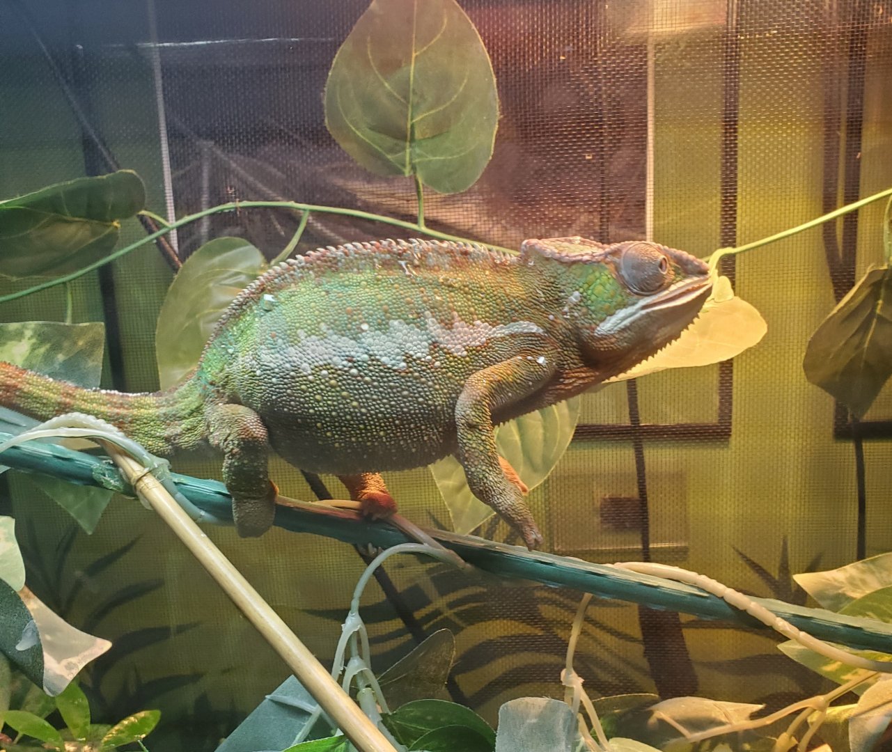 Sweetbriar Nature Center (2022) - Panther Chameleon