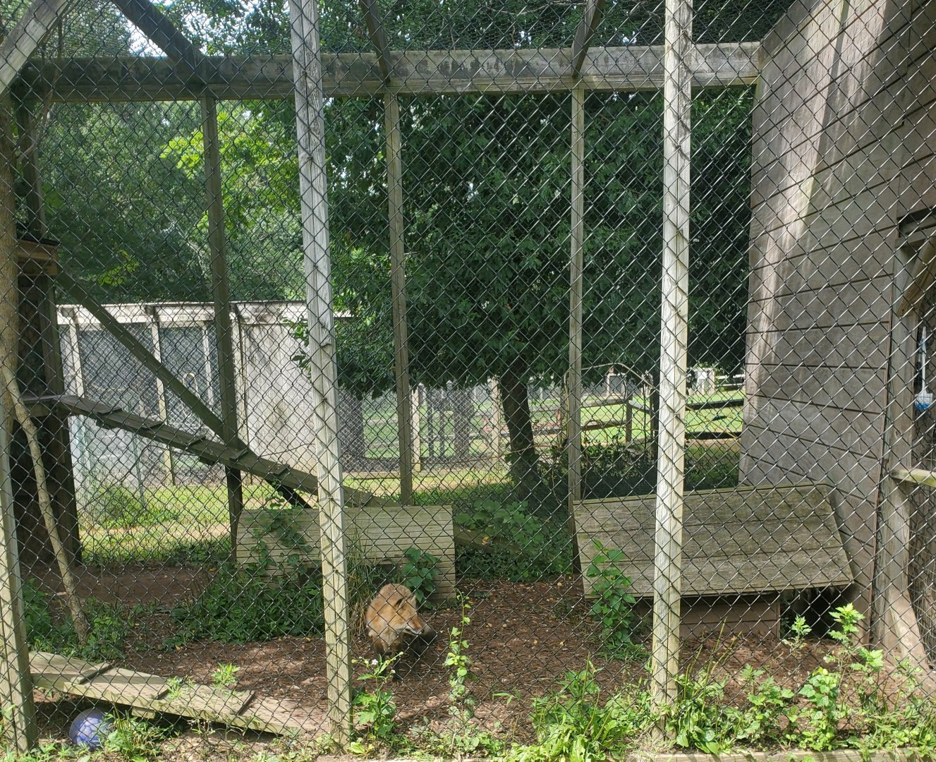 Sweetbriar Nature Center (2022) - Red Fox enclosure