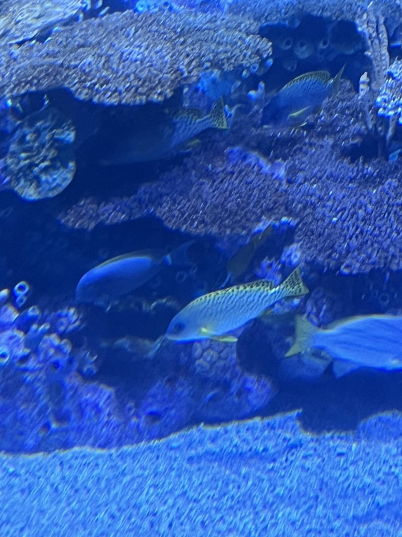 Sweetlips ID