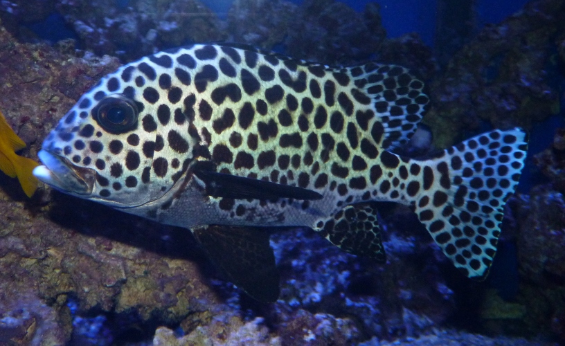 sweetlips, Plectorhinchus chaetodonoides
