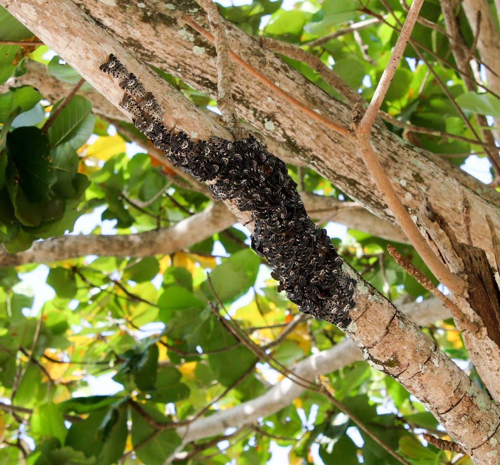 Swell Moths (Brana calopasa)