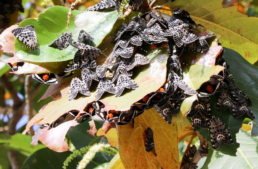 Swell Moths (Brana calopasa)