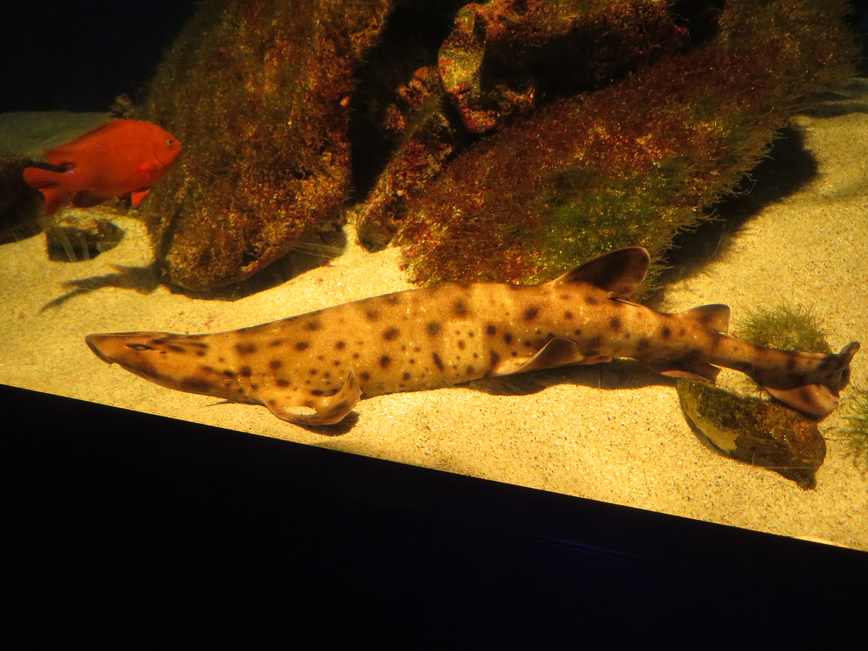 Swell Shark and Garibaldi