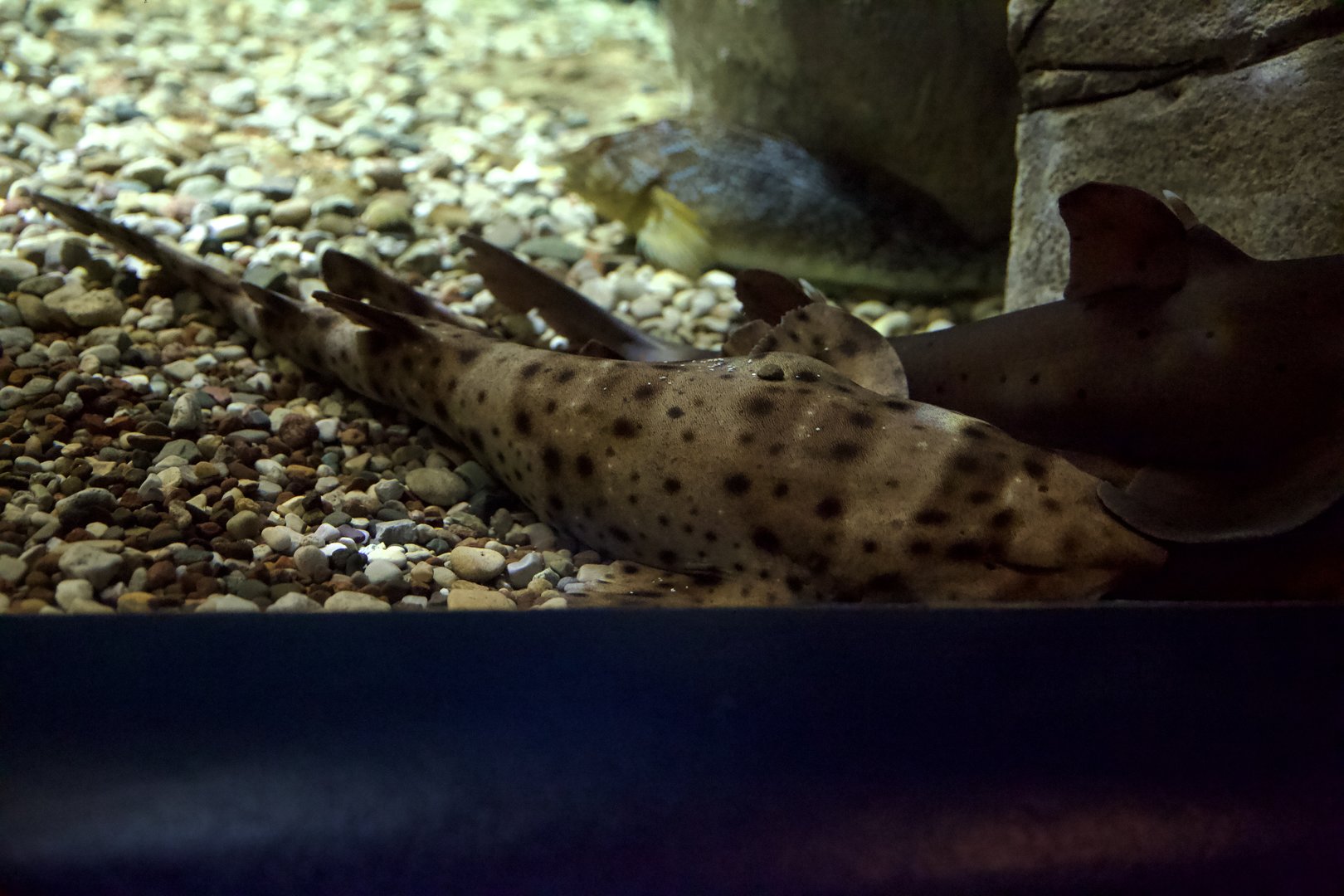 Swell Shark/ Cephaloscyllium ventriosum and Horn Shark/ Heterodontus francisci