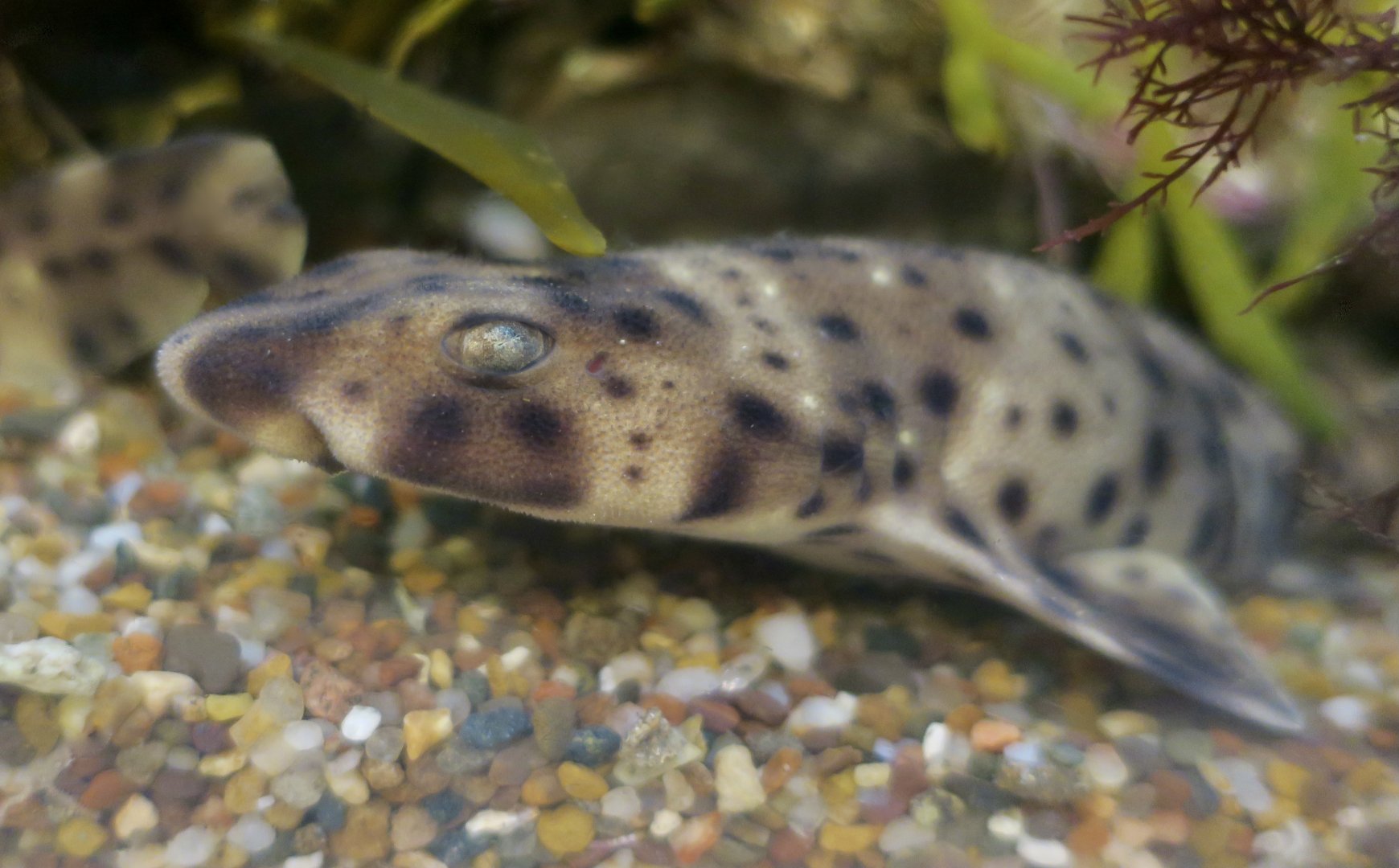 Swell Shark (Cephaloscyllium ventriosum) egg cases
