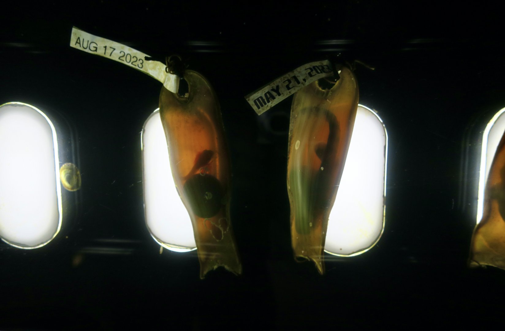 Swell Shark (Cephaloscyllium ventriosum) egg cases