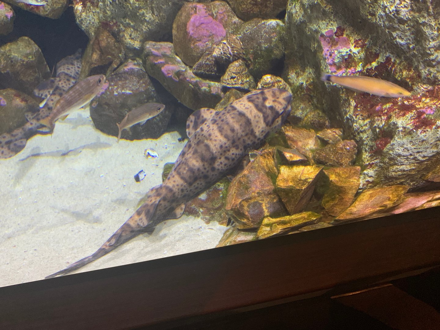 Swell shark - Steinhart Aquarium
