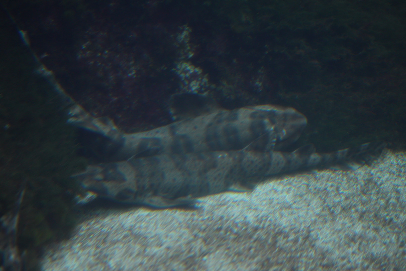 Swell Sharks