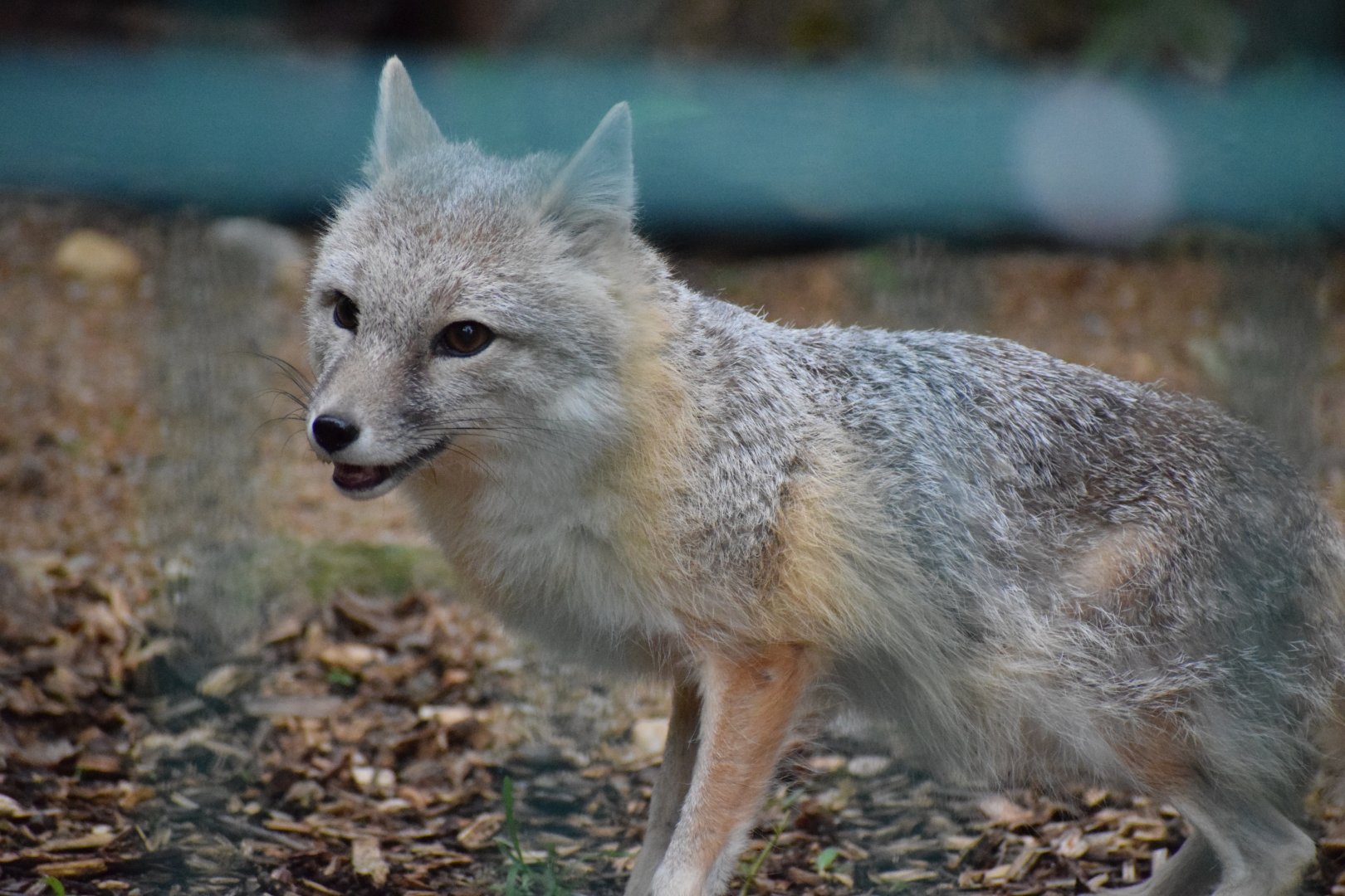 Swift fox - Amerika-Tierpark Limbach--Oberfrohna