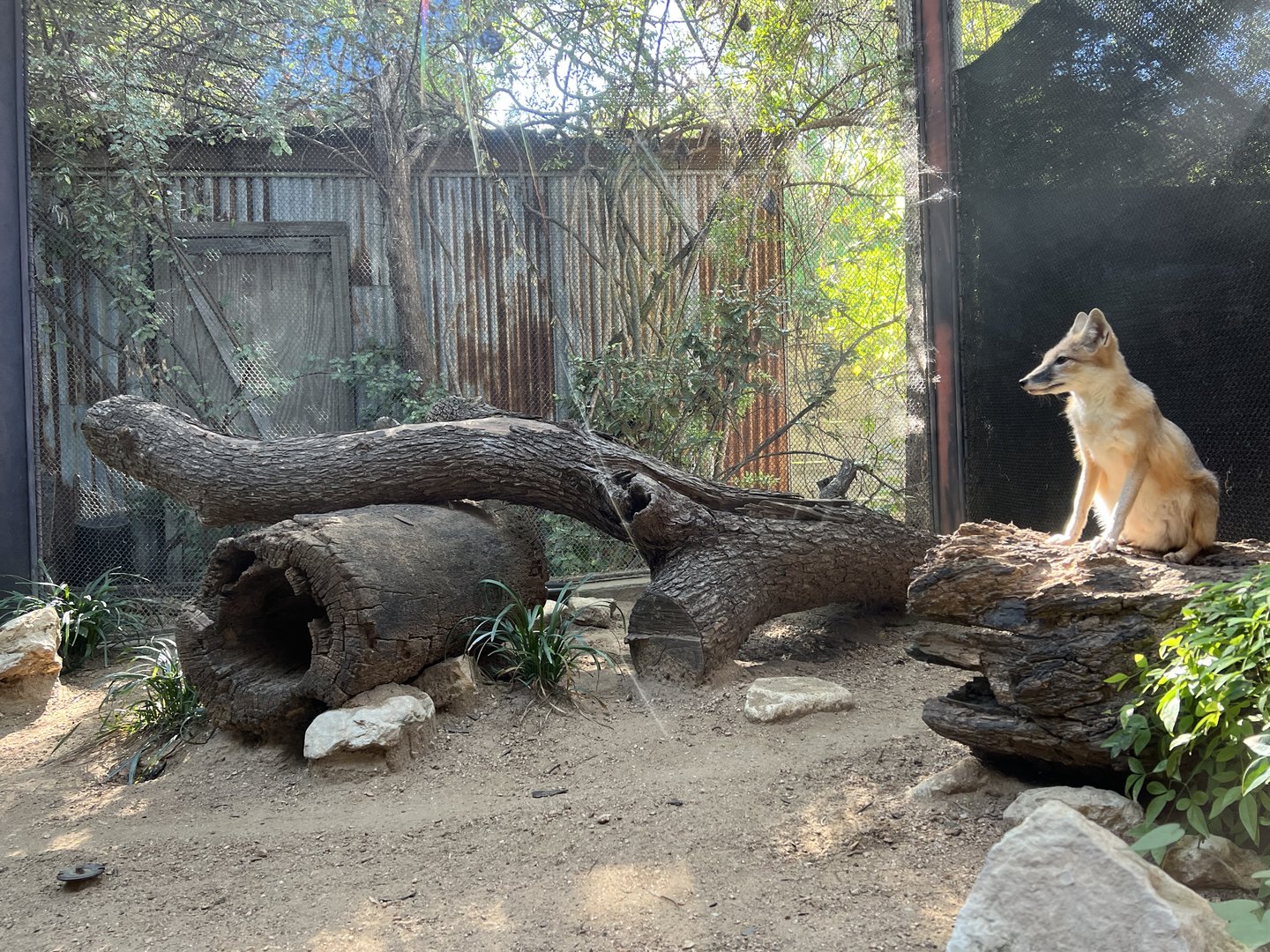 Swift Fox Enclosure (Vulpes velox)