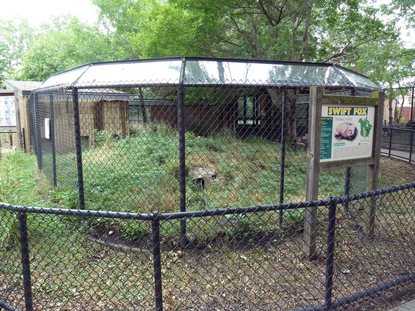 Swift Fox Exhibit