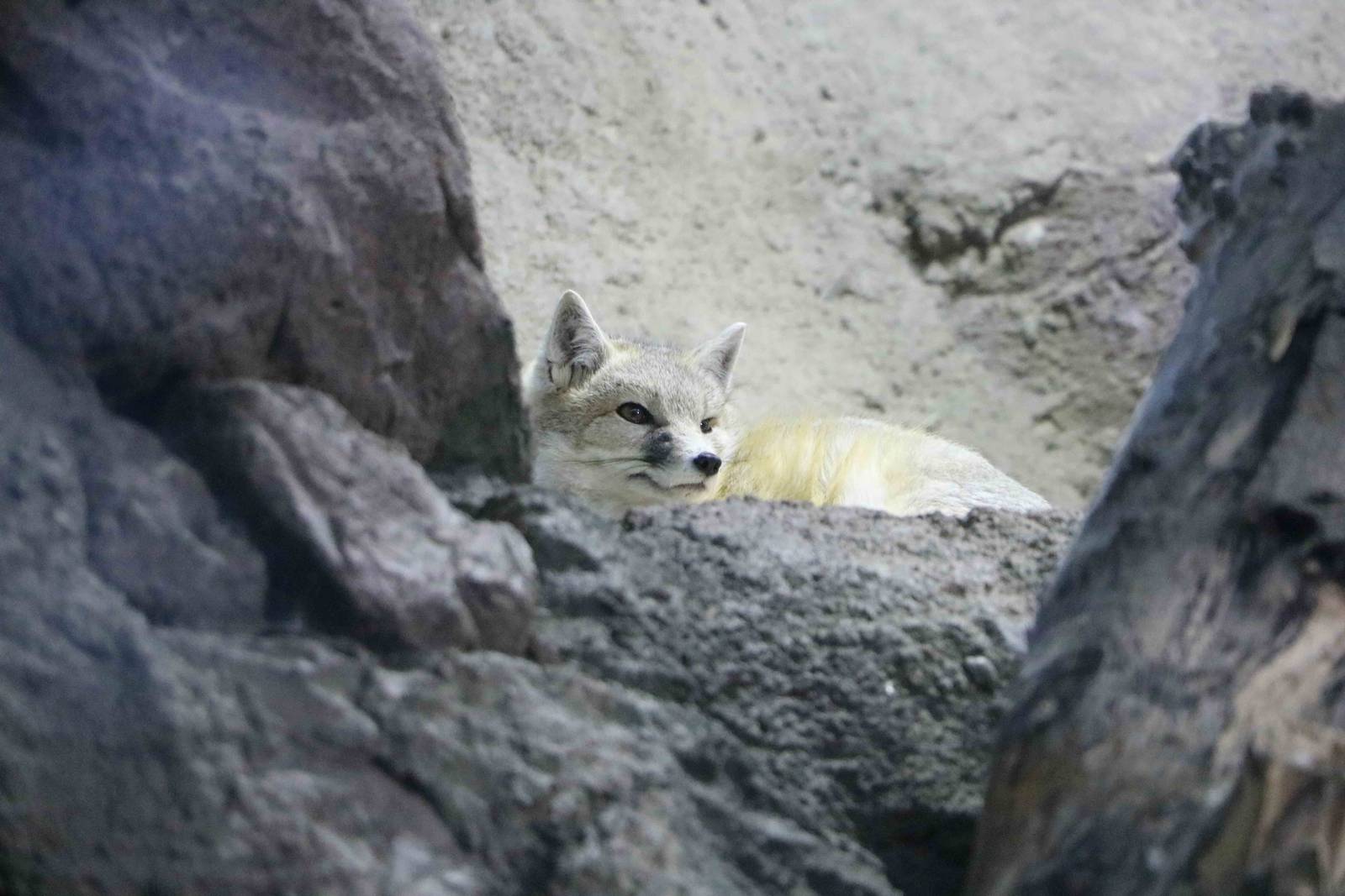 Swift fox, February 2016