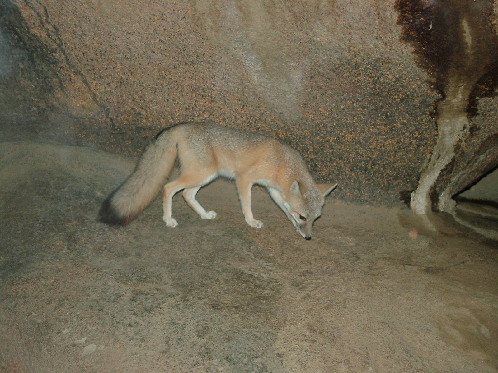Swift Fox in Burgers Desert at Burgers Zoo Arnhem, 29/08/10