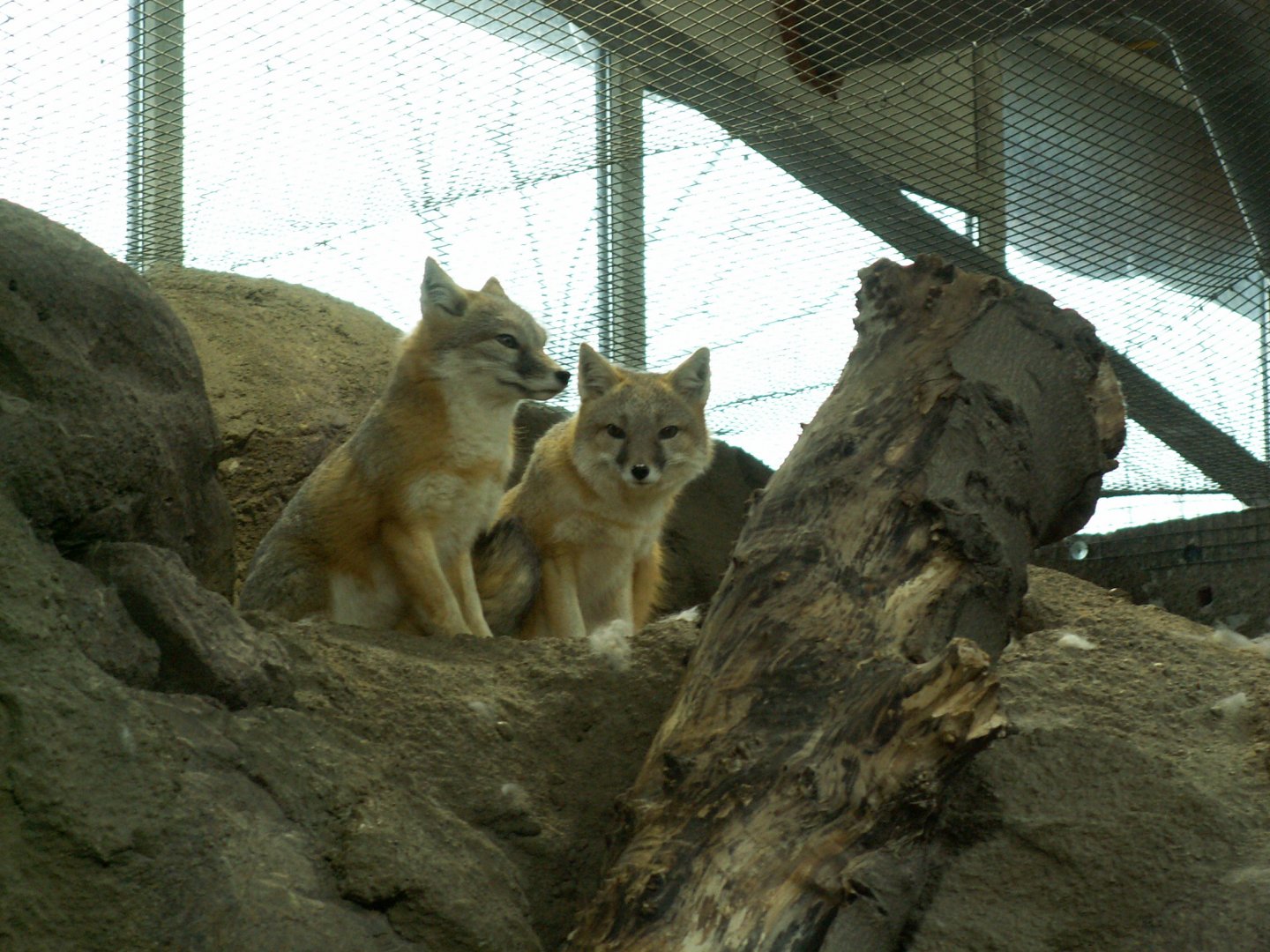 Swift fox - March 2009