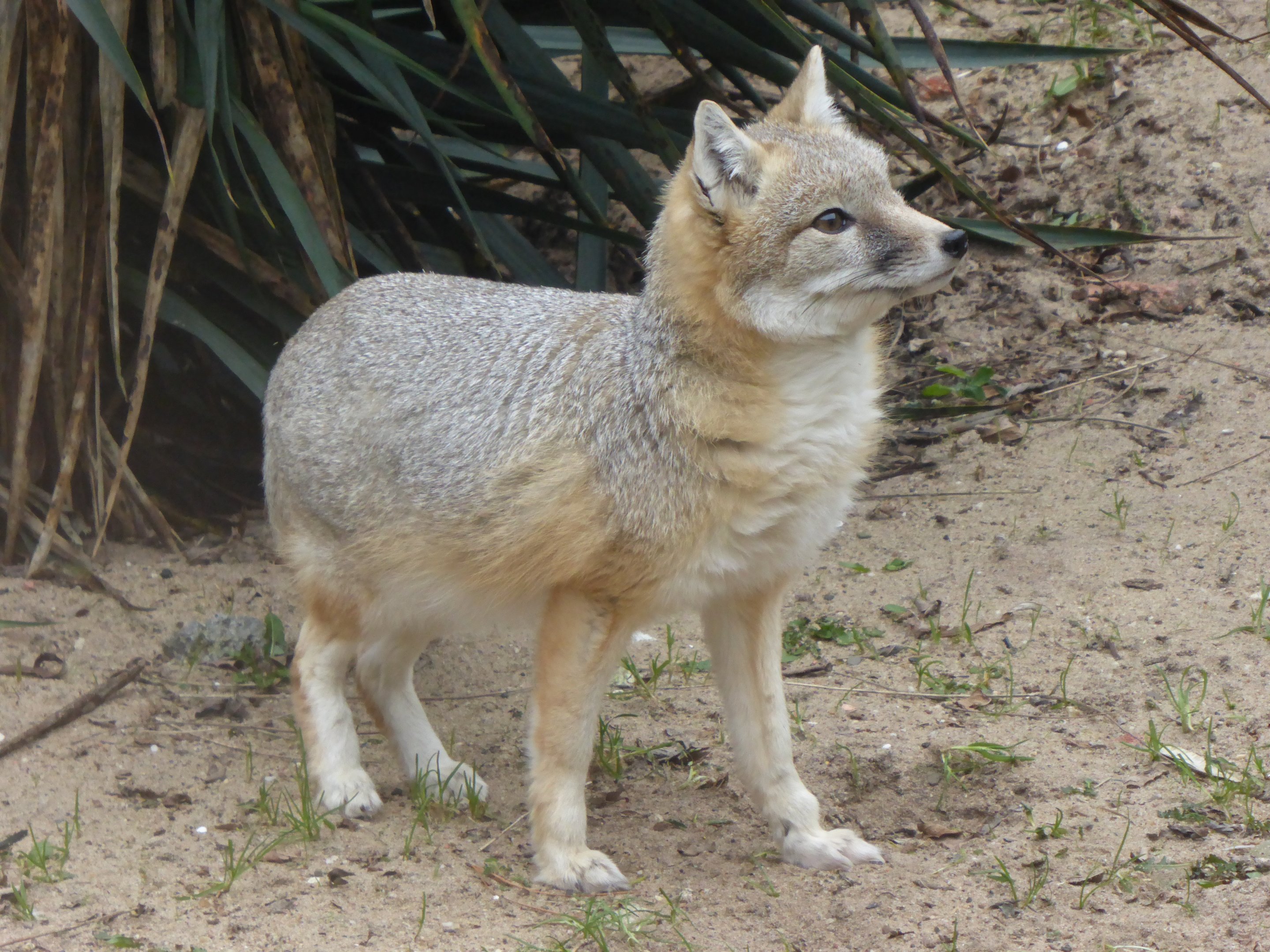 Swift Fox (Vulpes velox) at Diergaarde Blijdorp - 9th February 2018