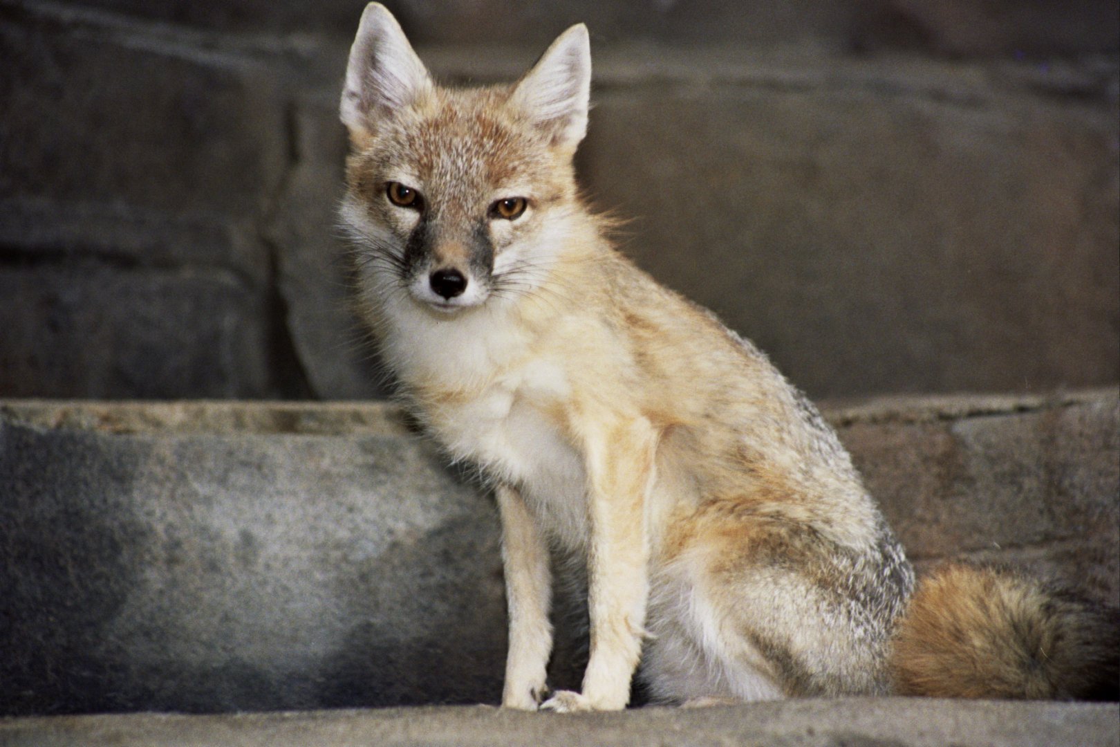swift fox (Vulpes velox) scanned from 2006