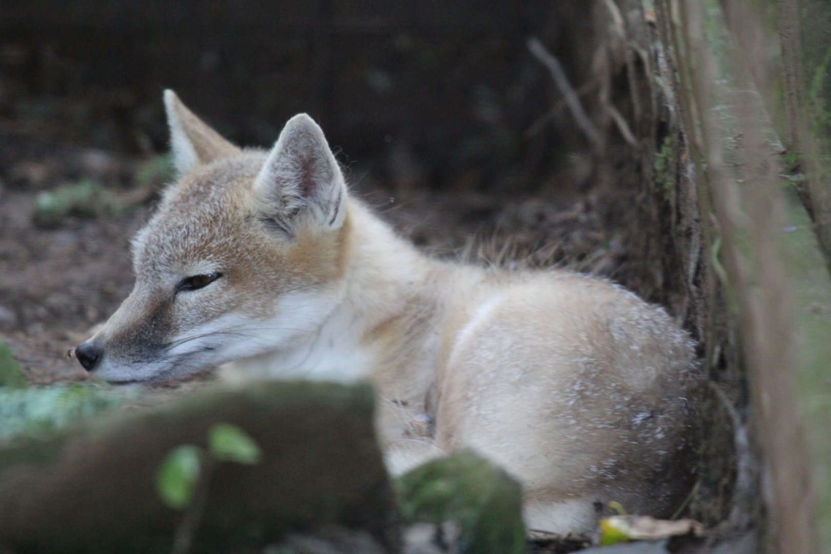 swift fox (Vulpes velox)