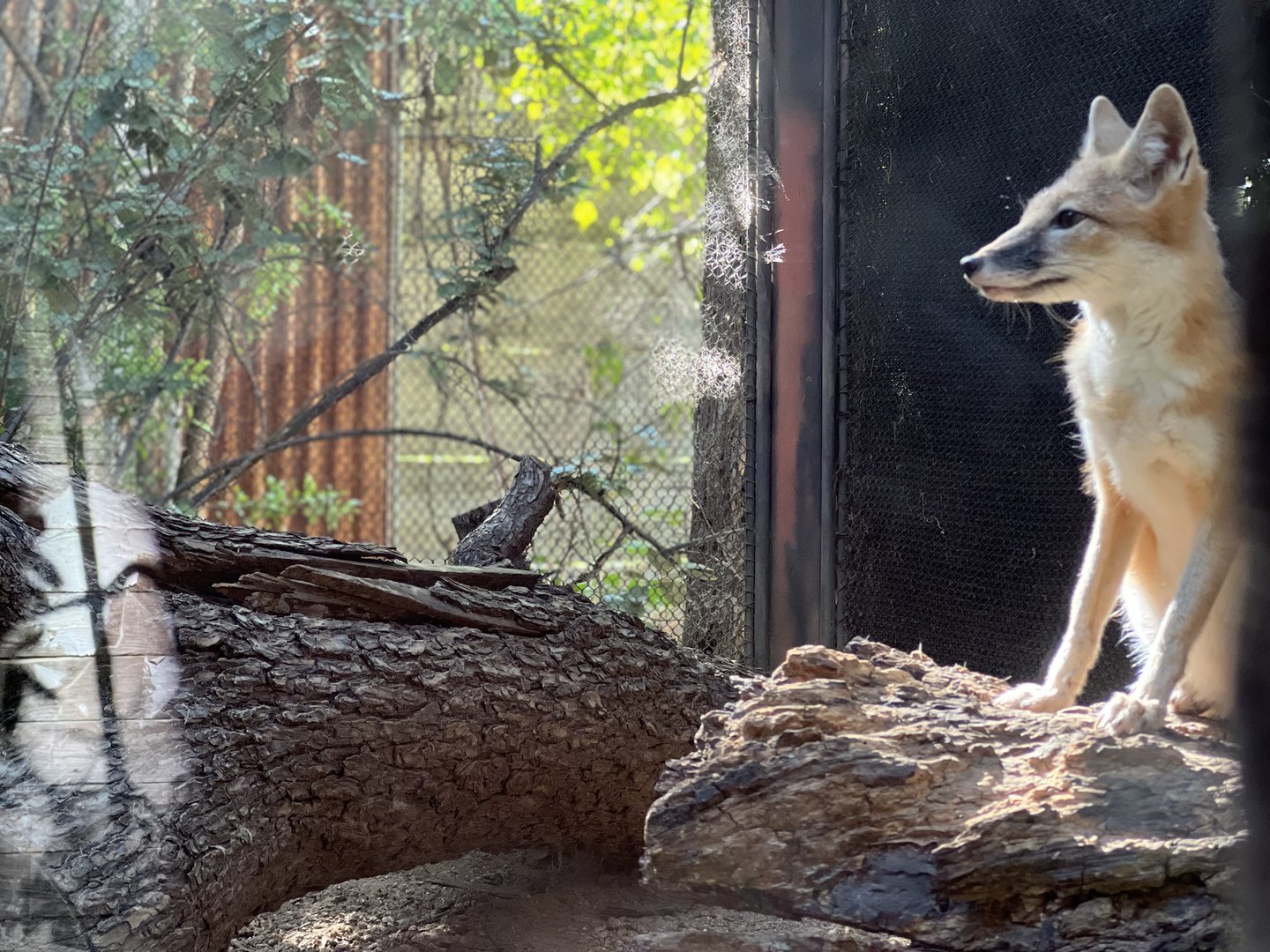 Swift Fox (Vulpes velox)