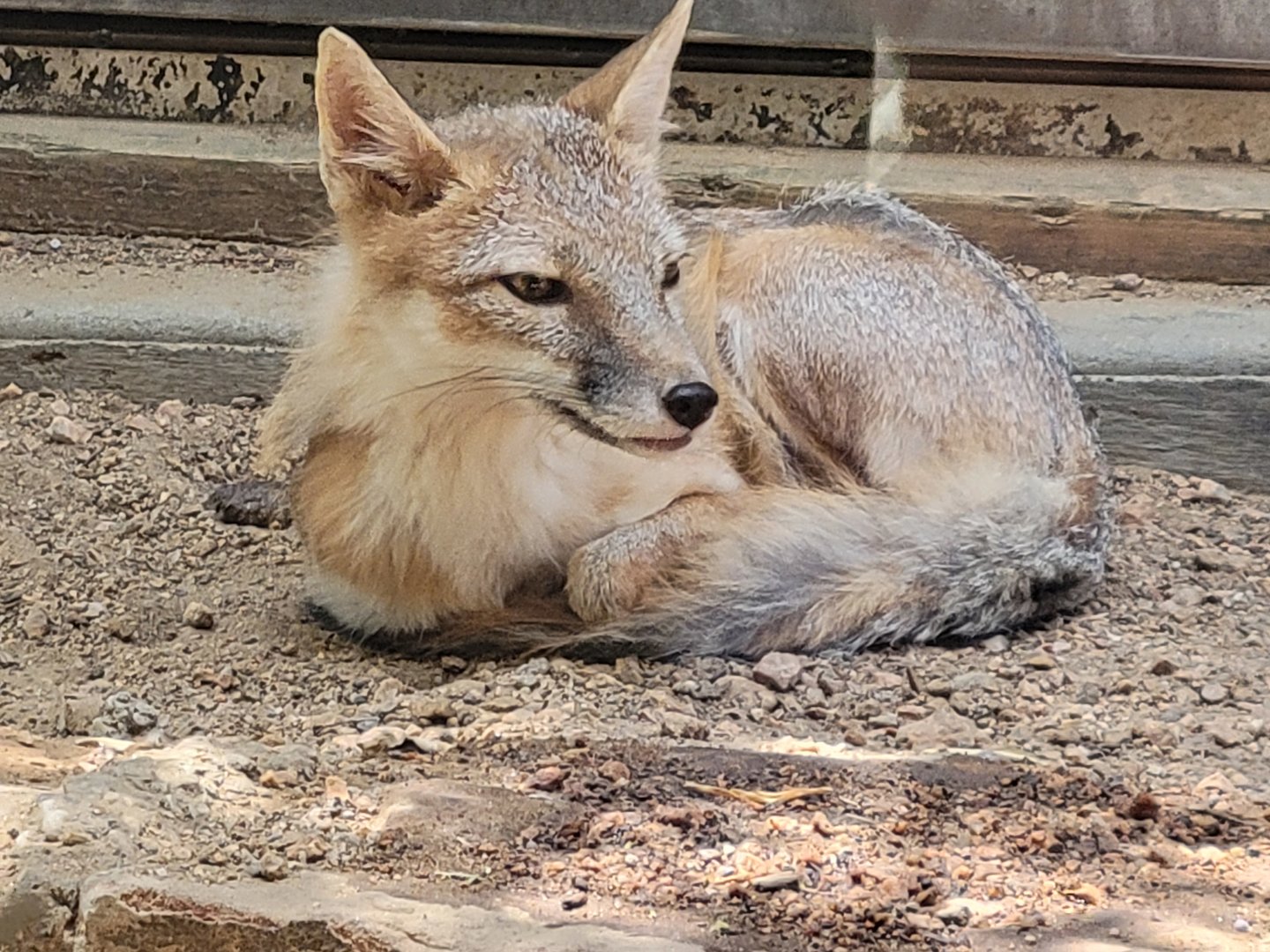 Swift Fox(Vulpes velox)