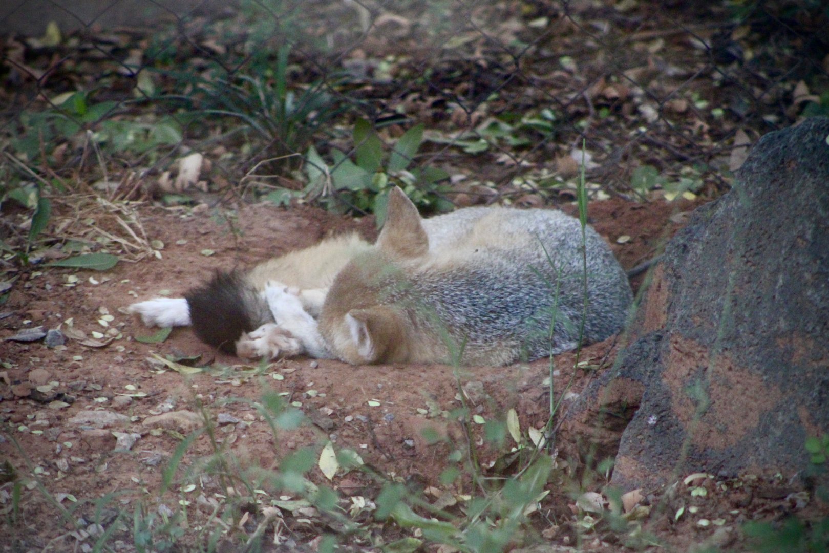 Swift Fox (Vulpes velox)