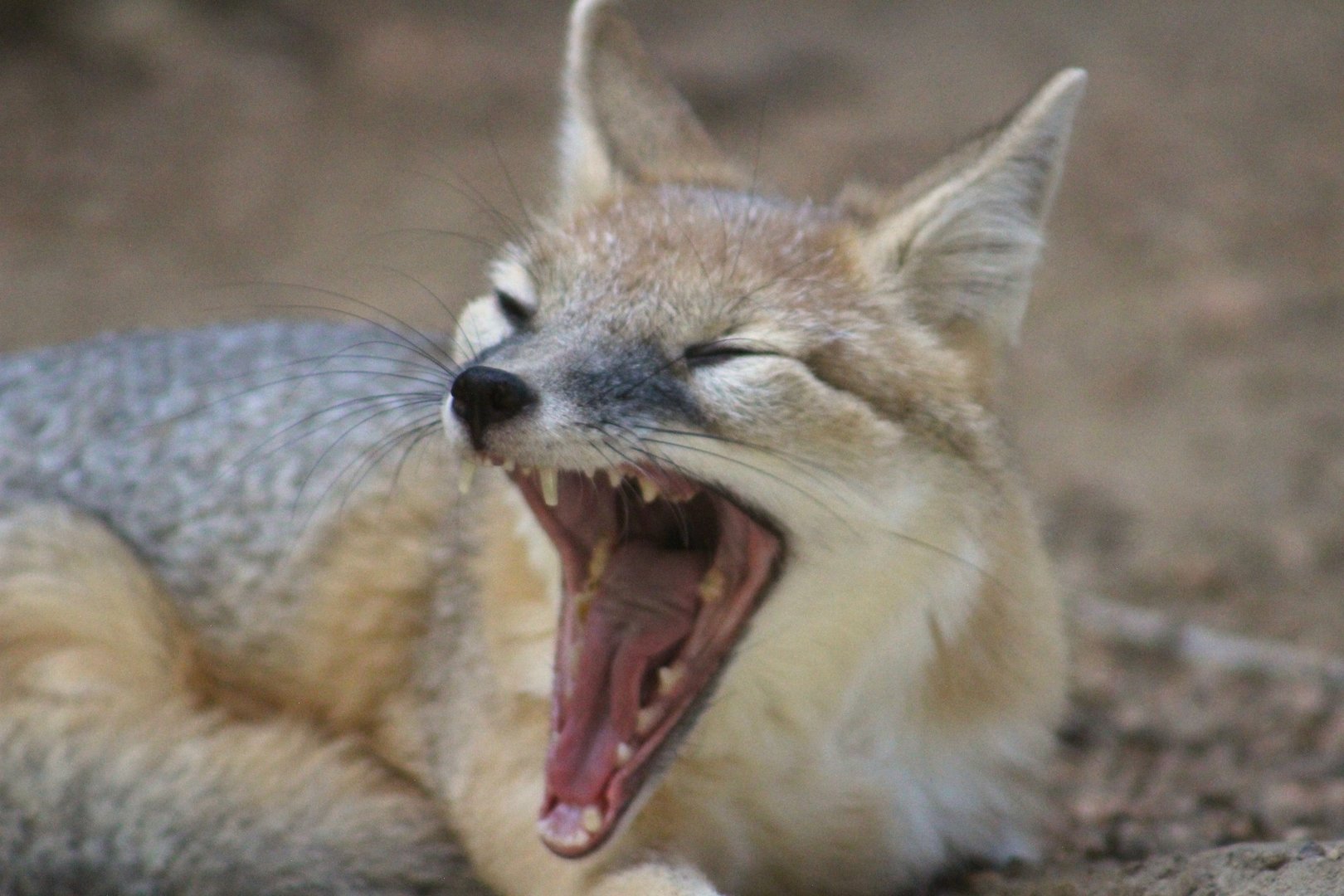 Swift fox - Wild Texas