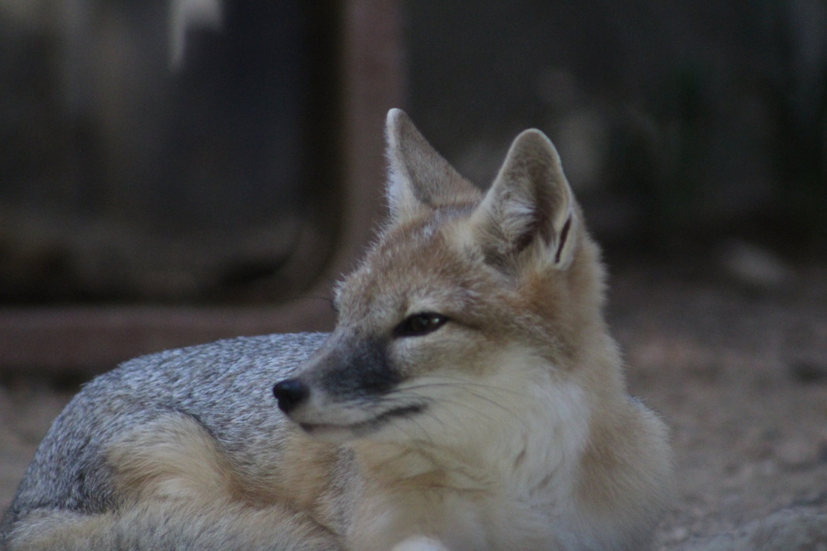 Swift fox - Wild Texas!