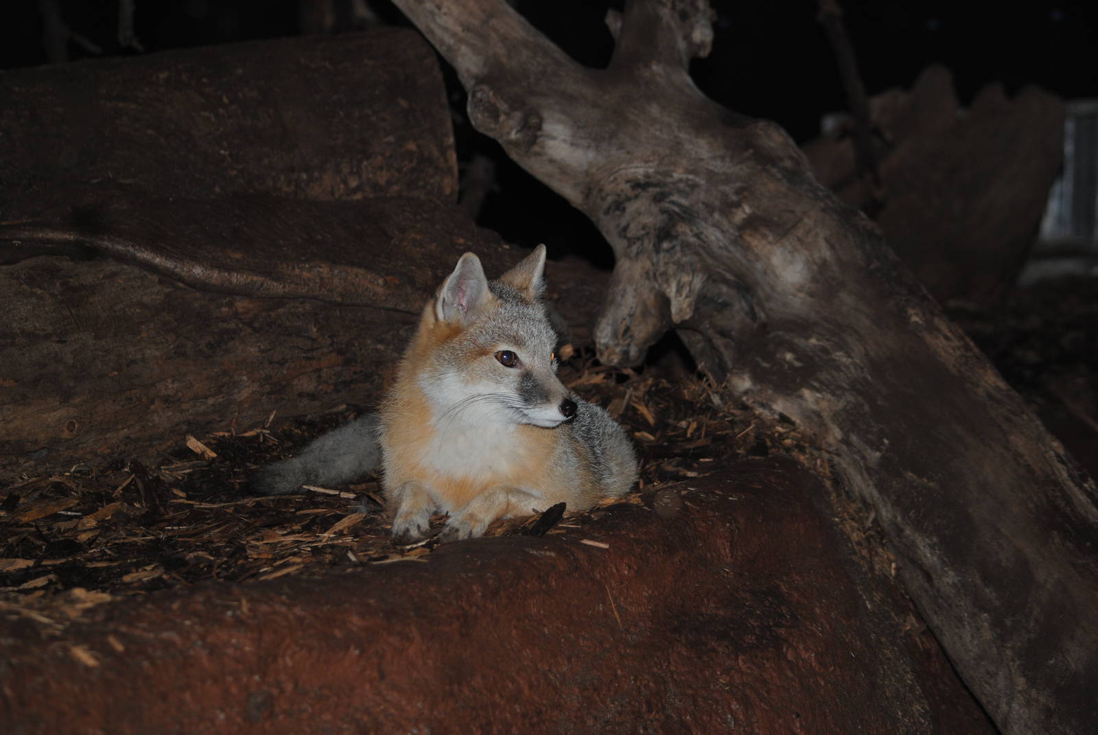 Swift Fox