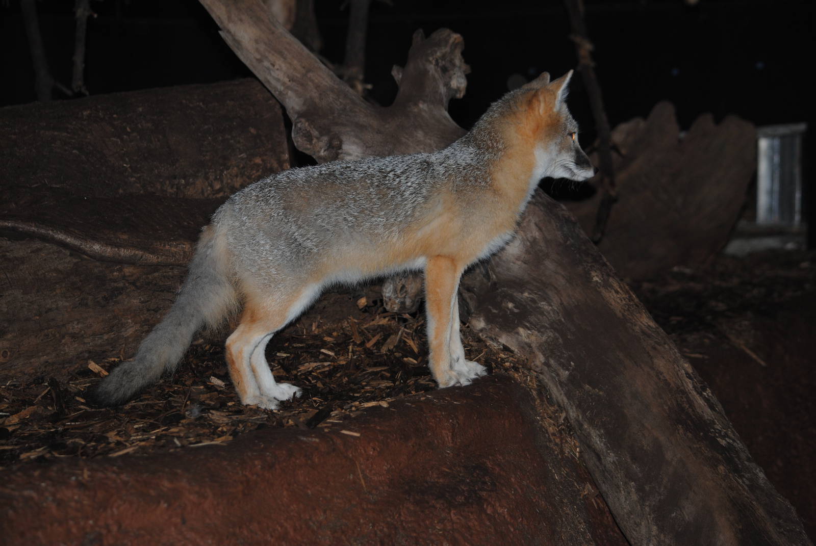 Swift Fox
