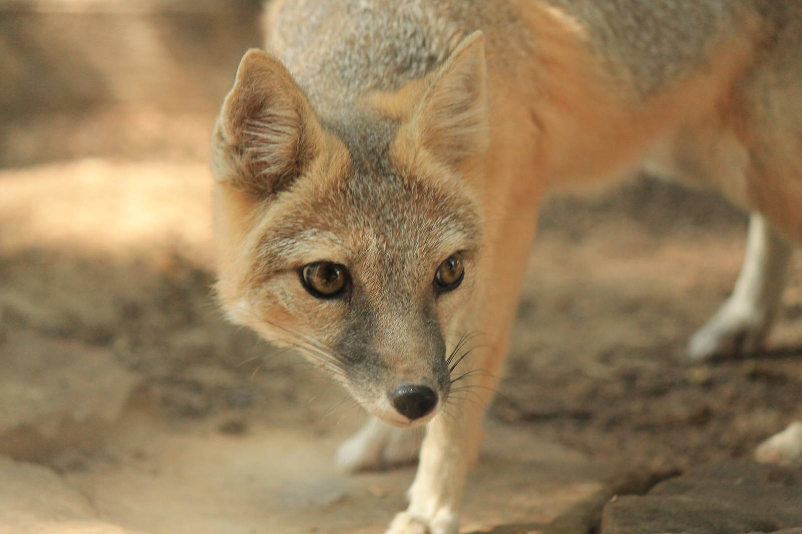 Swift Fox
