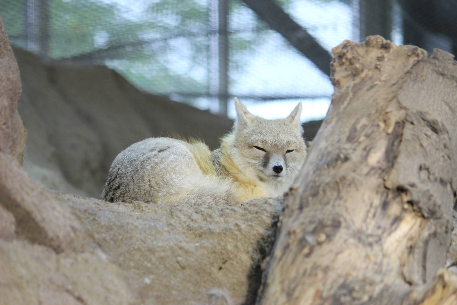 Swift fox
