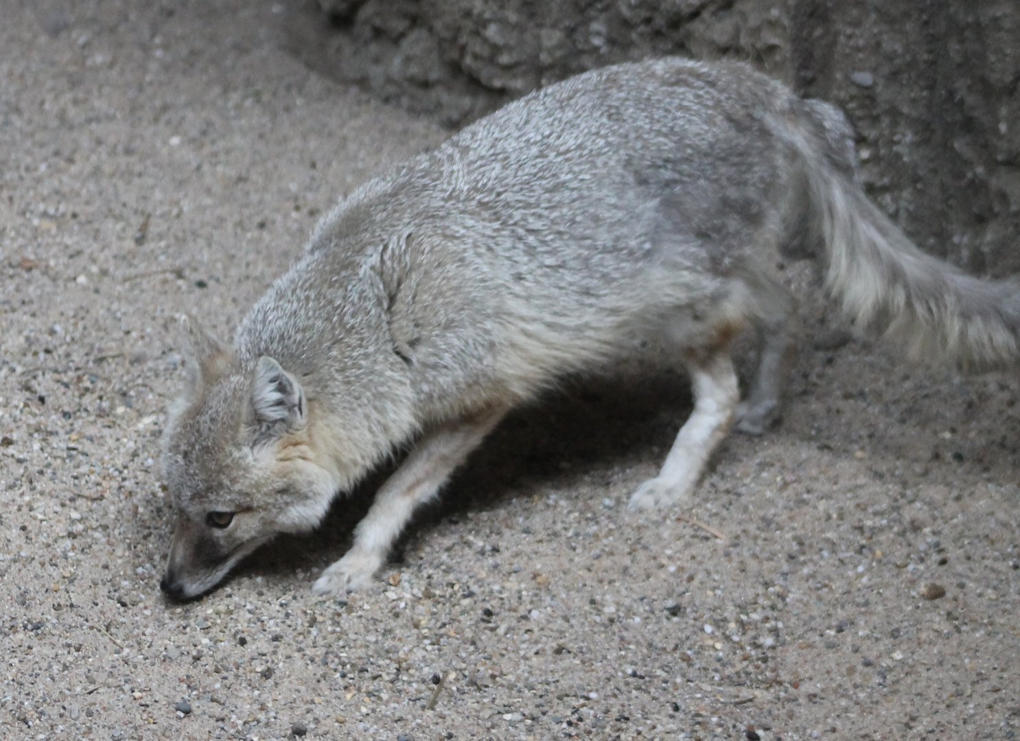 Swift fox