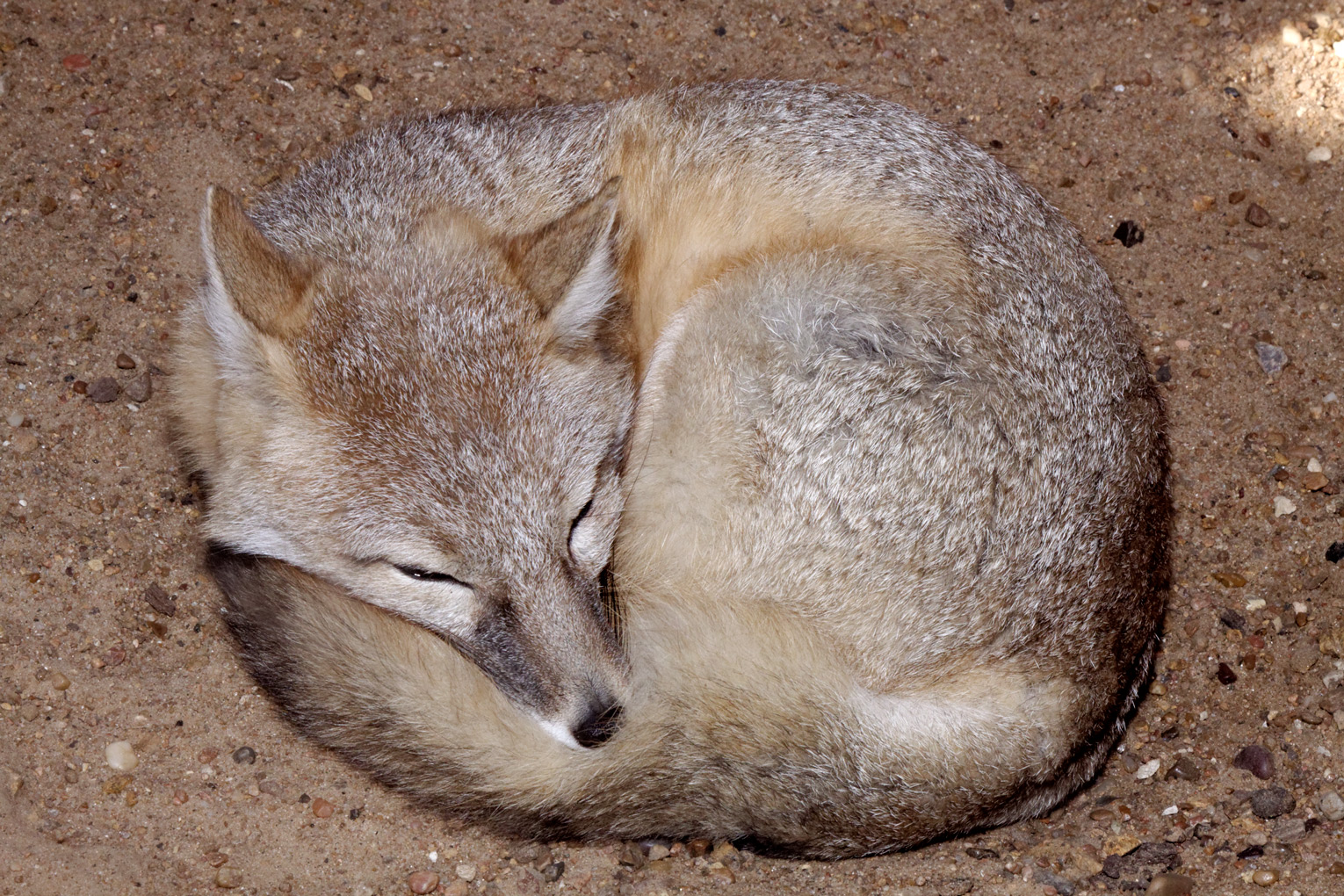 Swift fox