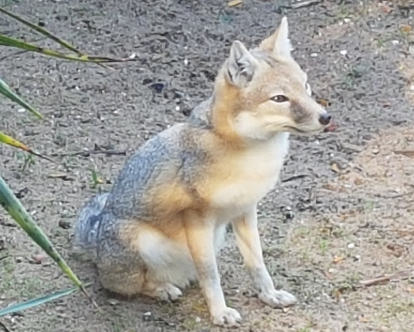 Swift fox