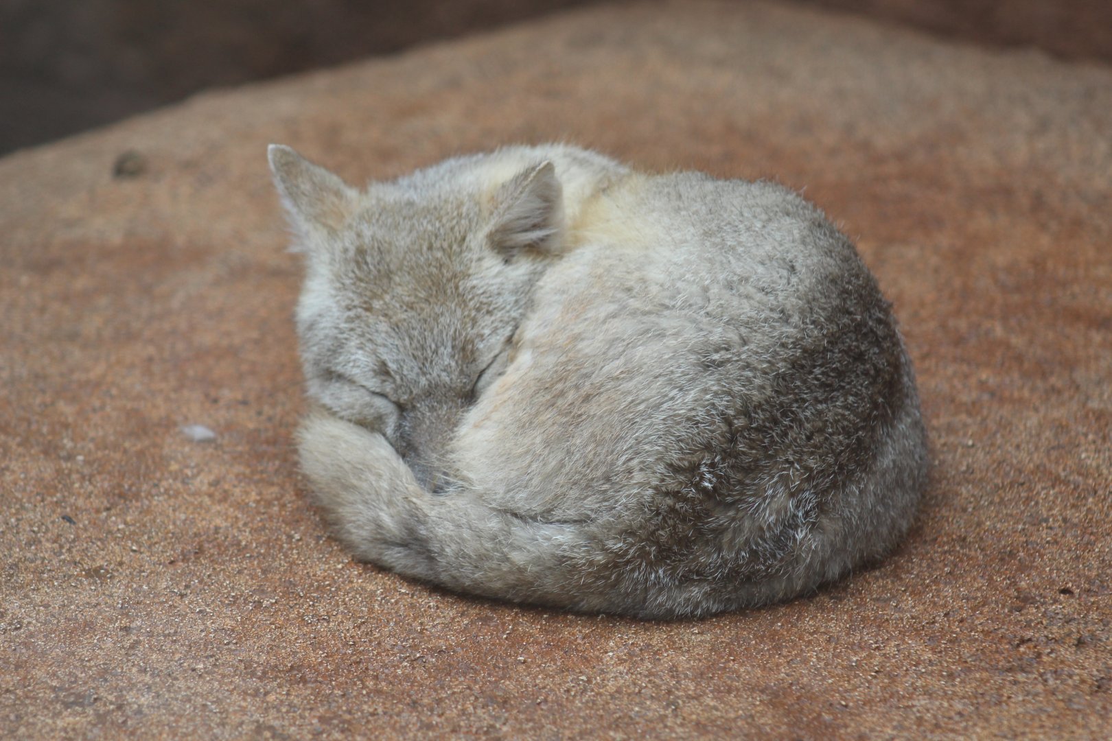 Swift Fox